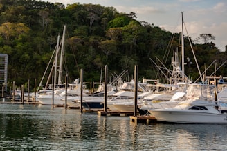 Boats docked in a harbor near lush greenery.