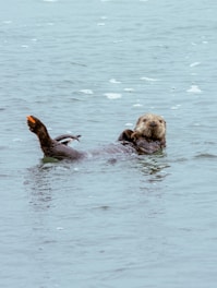 An otter floats, eating its meal.
