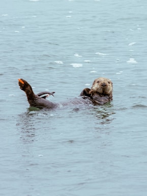 An otter floats, eating its meal.