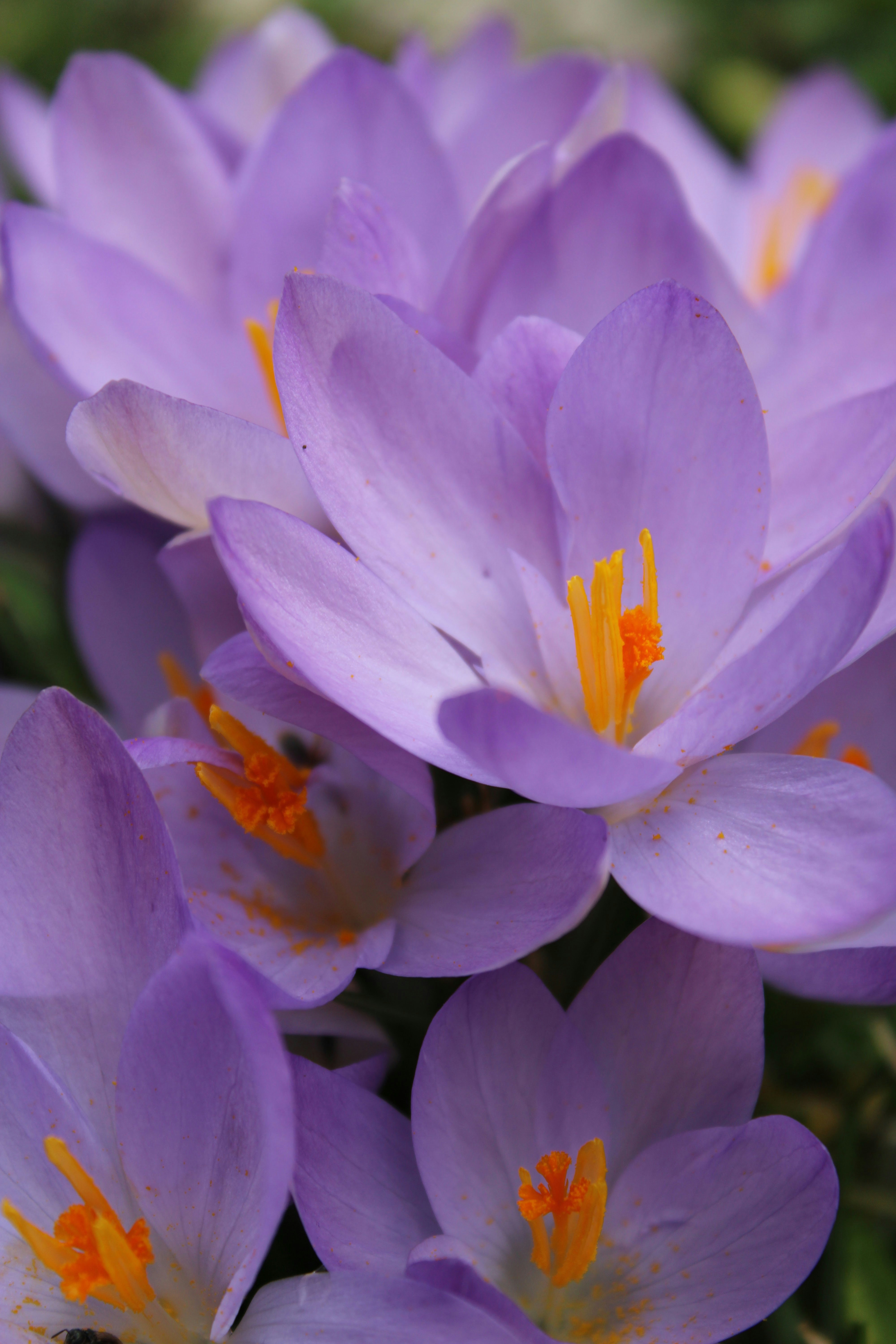 Photo by veronicapotter