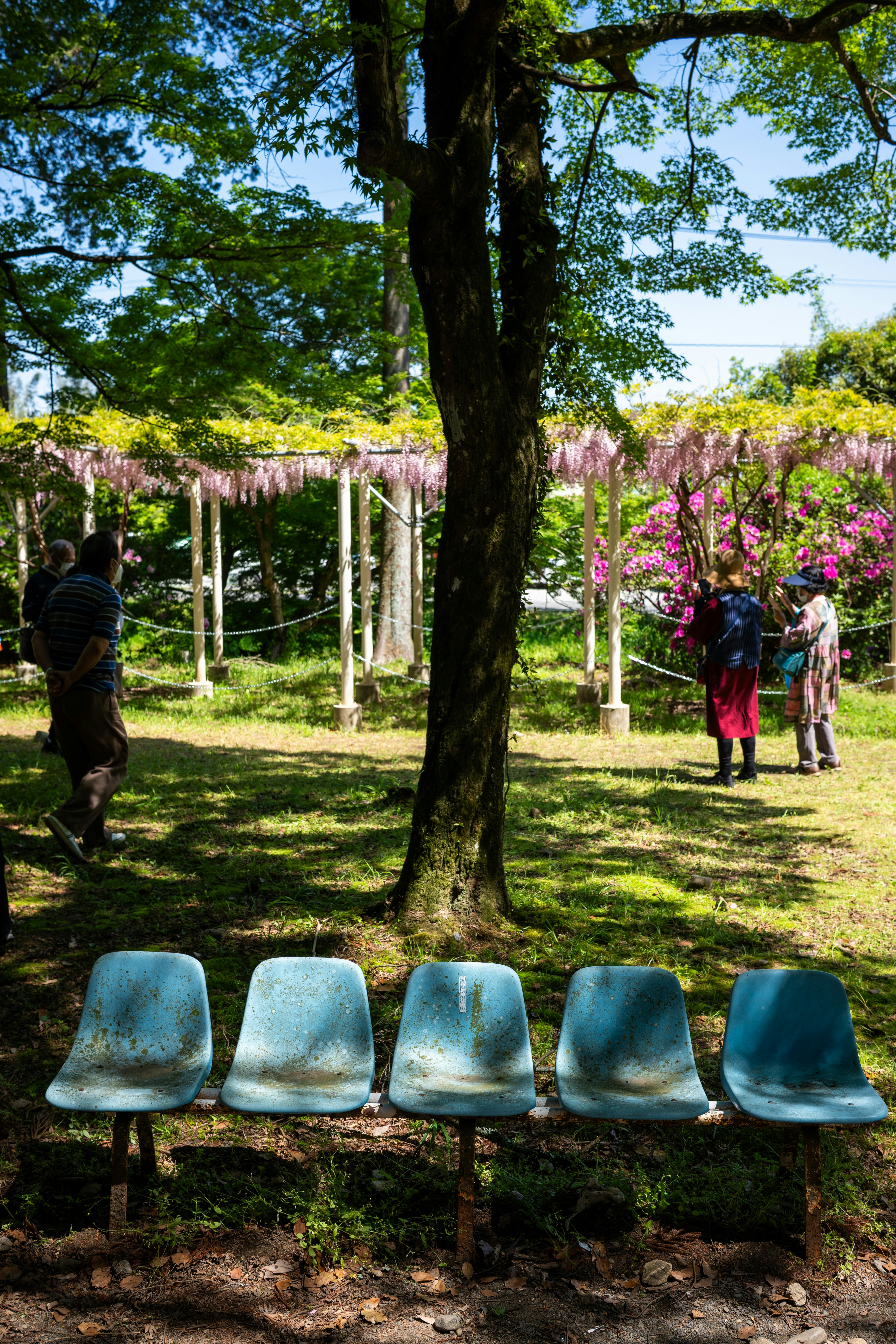 A park with chairs, trees, and blooming flowers.