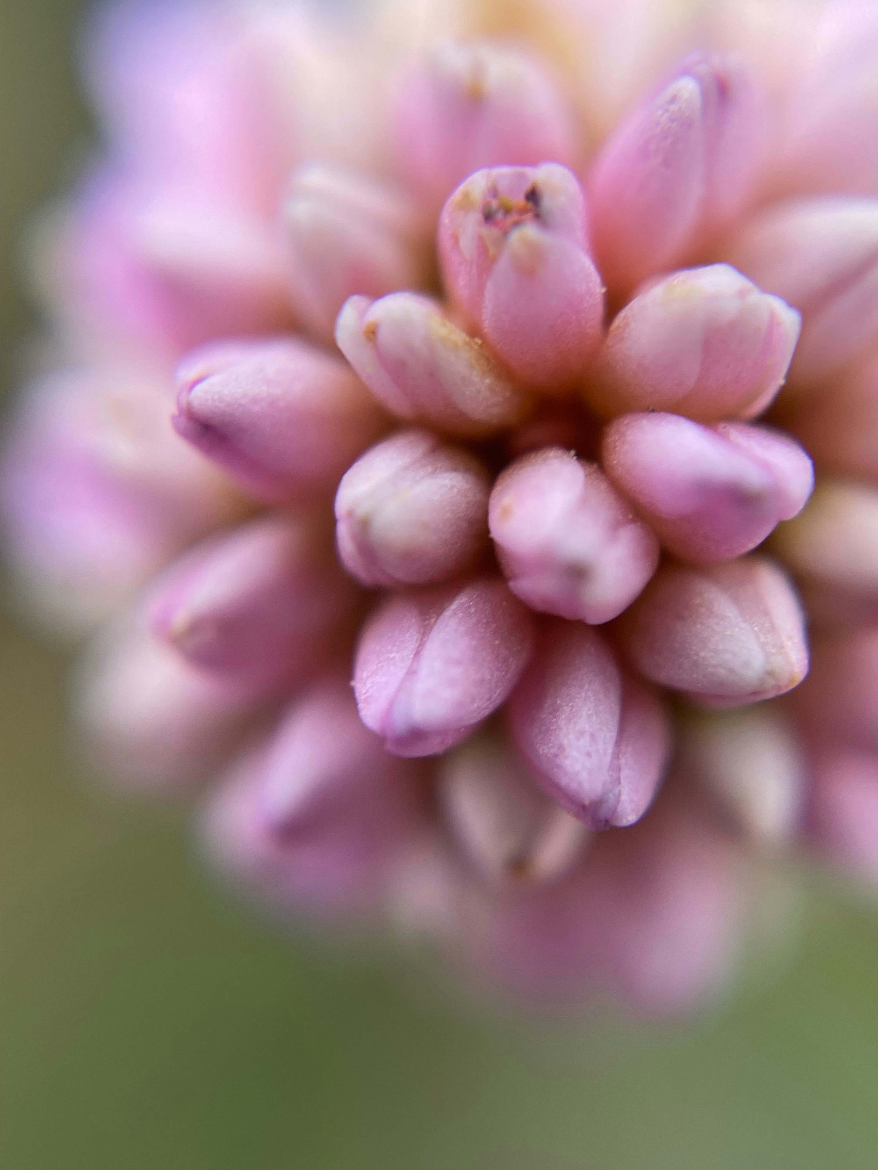 Photo by norbertotriaes