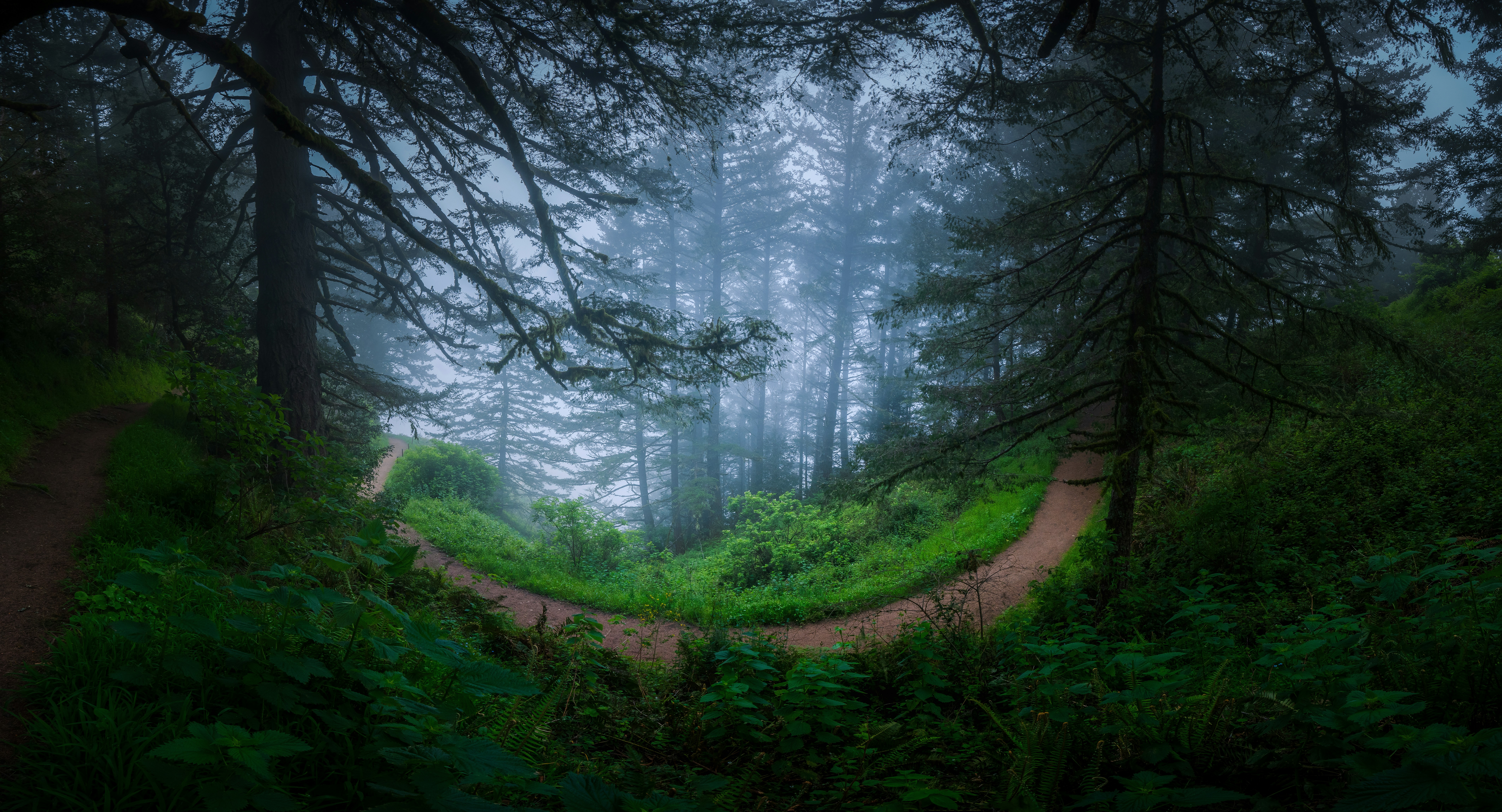 A mysterious forest path winds through the trees. photo – Free Image on ...