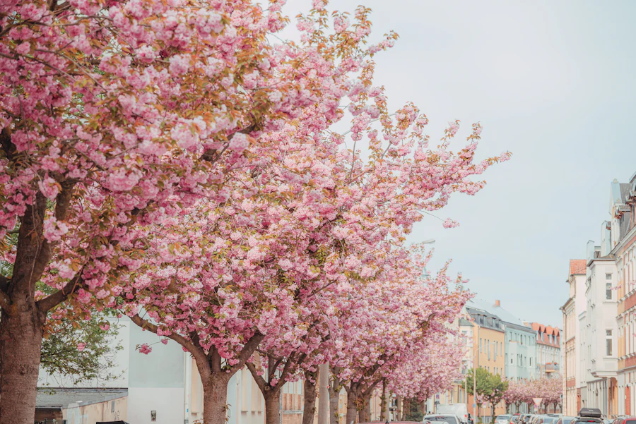 Cherry blossoms lining a Victoria BC street in early spring, a season locals associate with the city