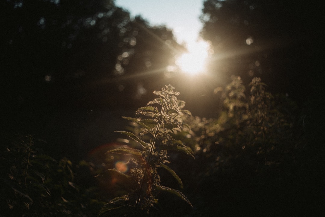 Sunlight shines through trees on a plant.