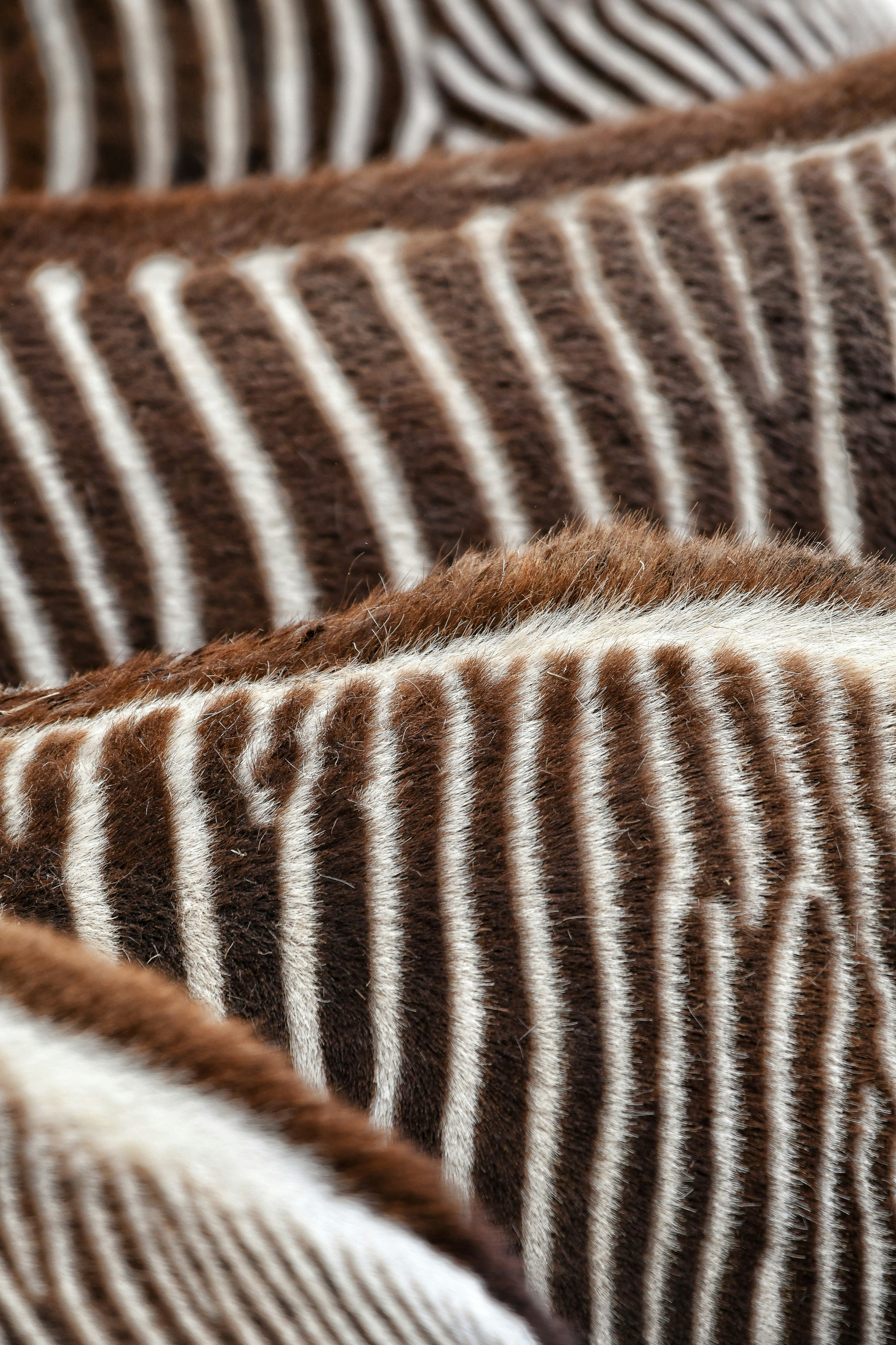 Photo by pedrino5_official