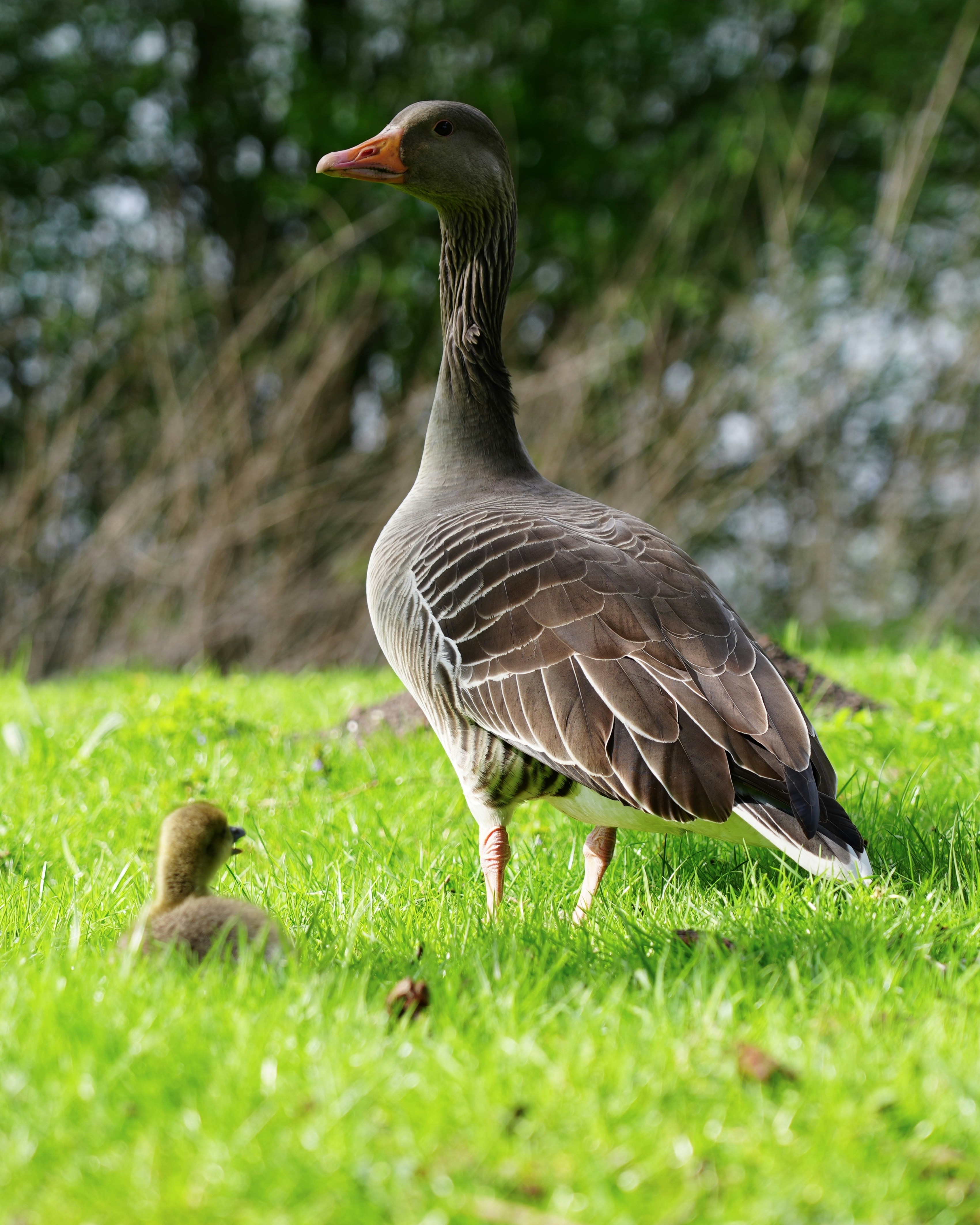 Ein veröffentlichtes Foto