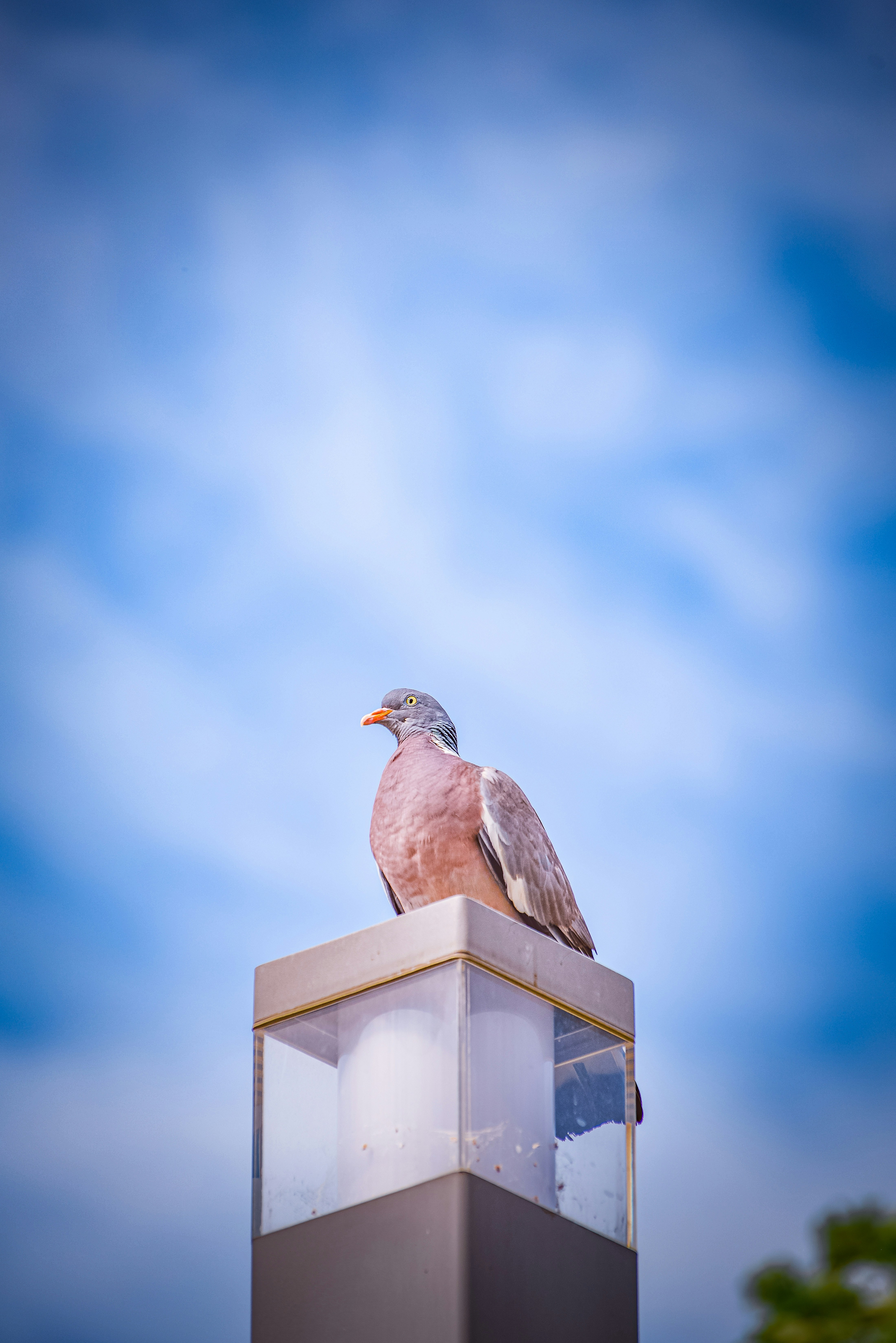 A pigeon sits atop a light fixture.