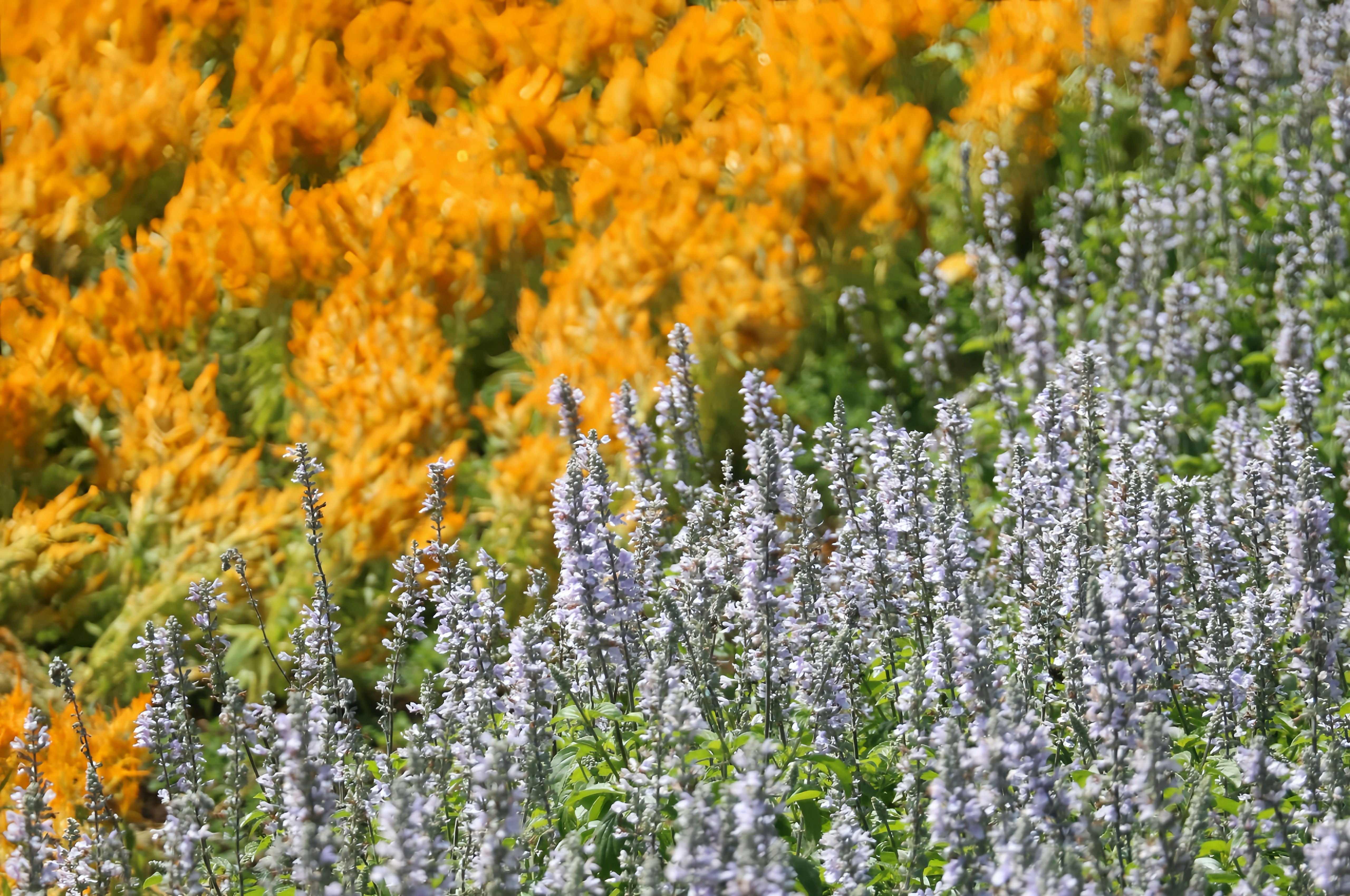 文盲測驗！這張圖看出你的文化程度？