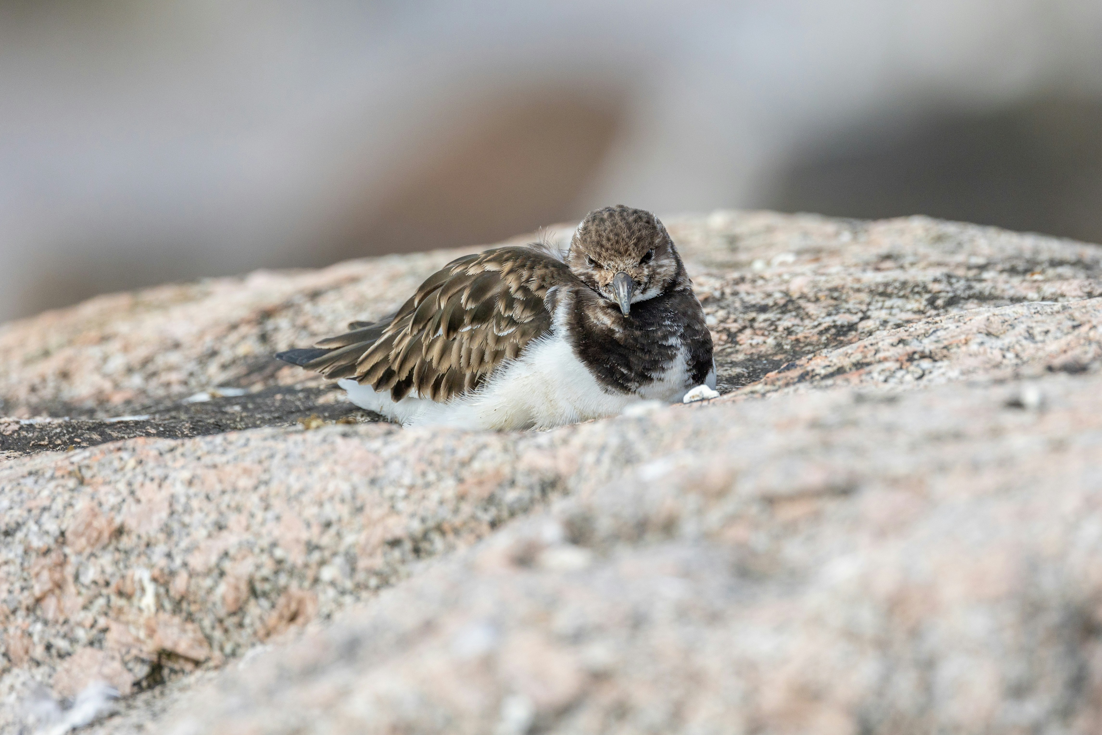 A ruddy turnstone rests on a light-colored rock.