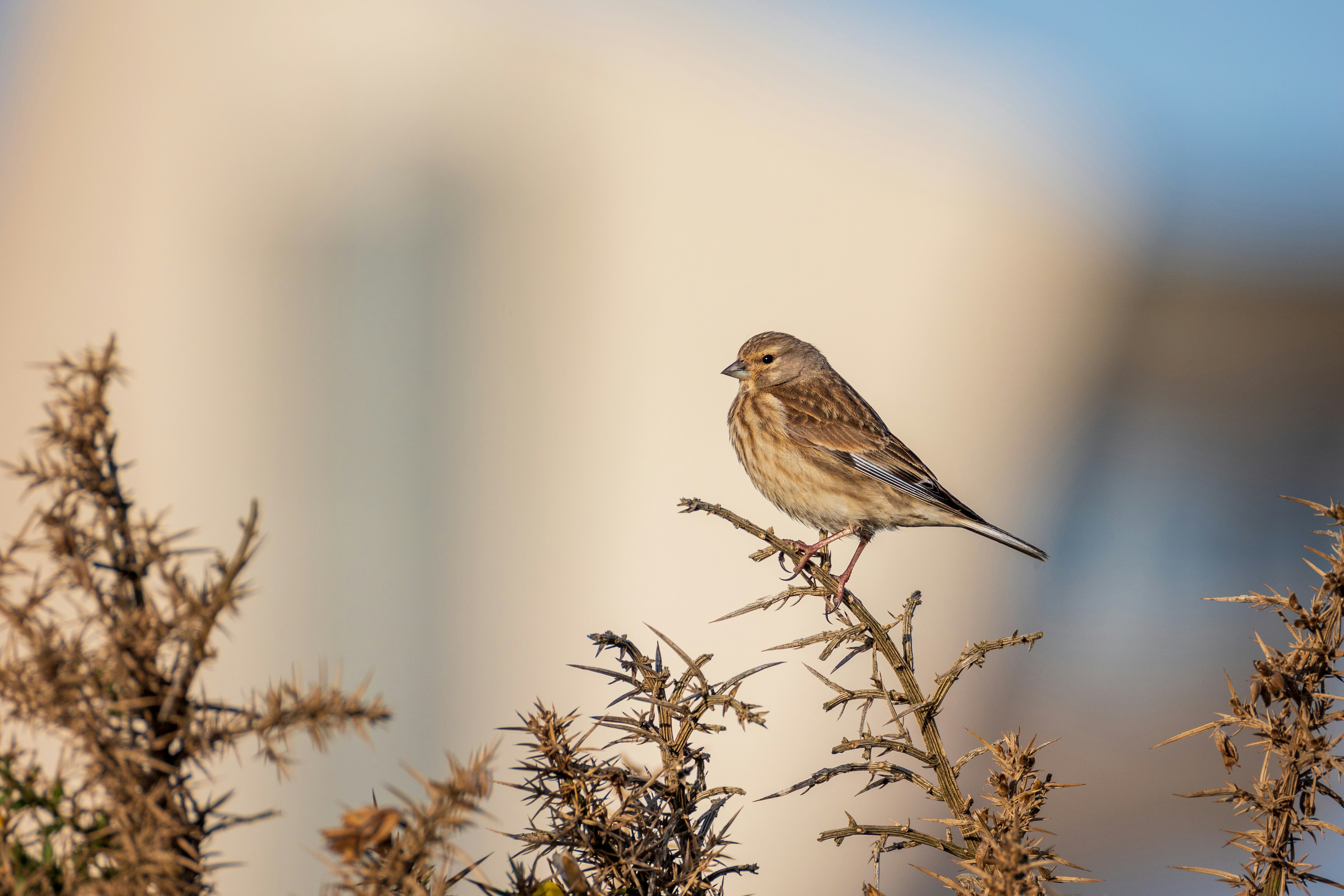 Photo by octopus_photo