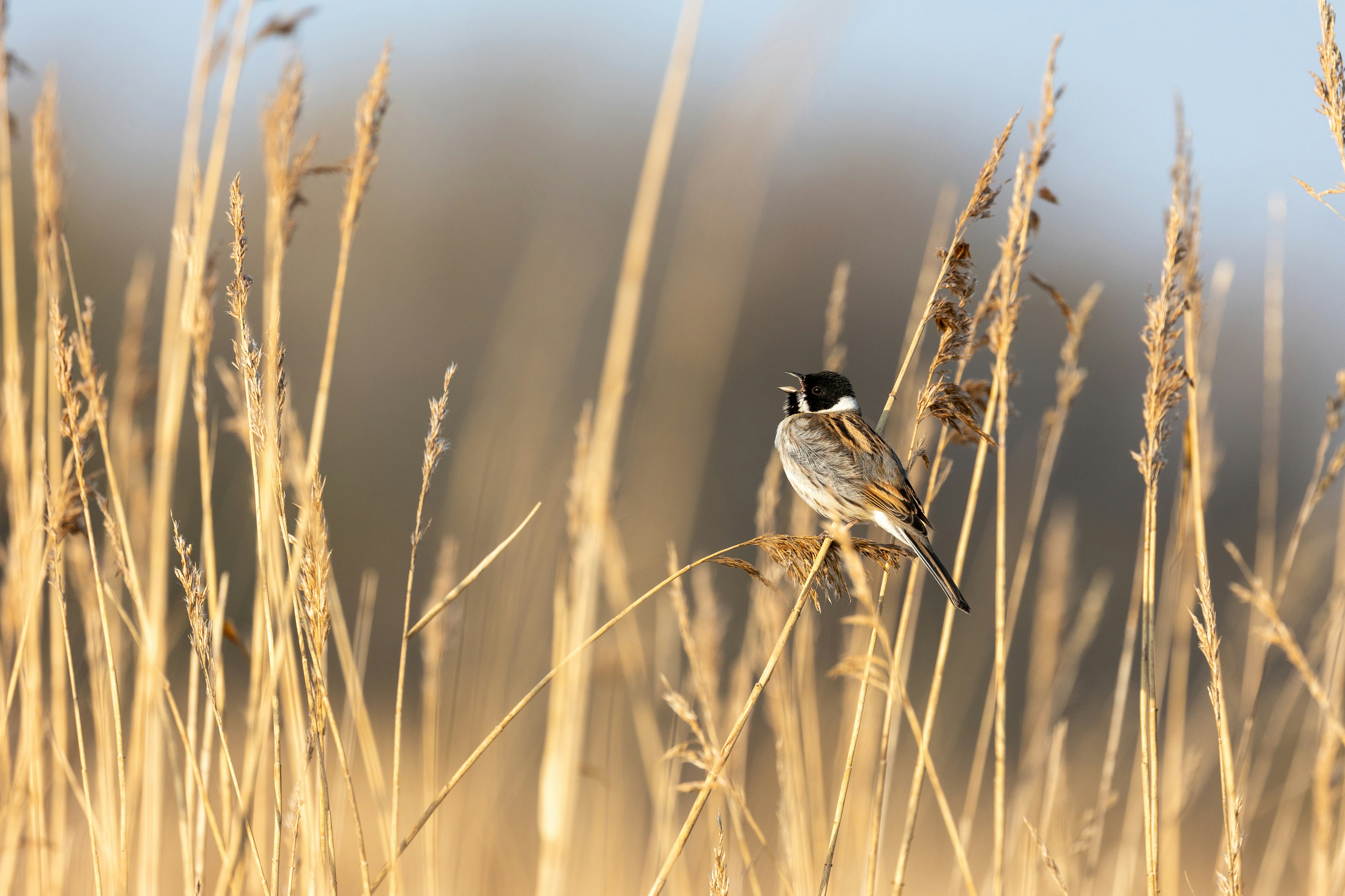 Photo by octopus_photo