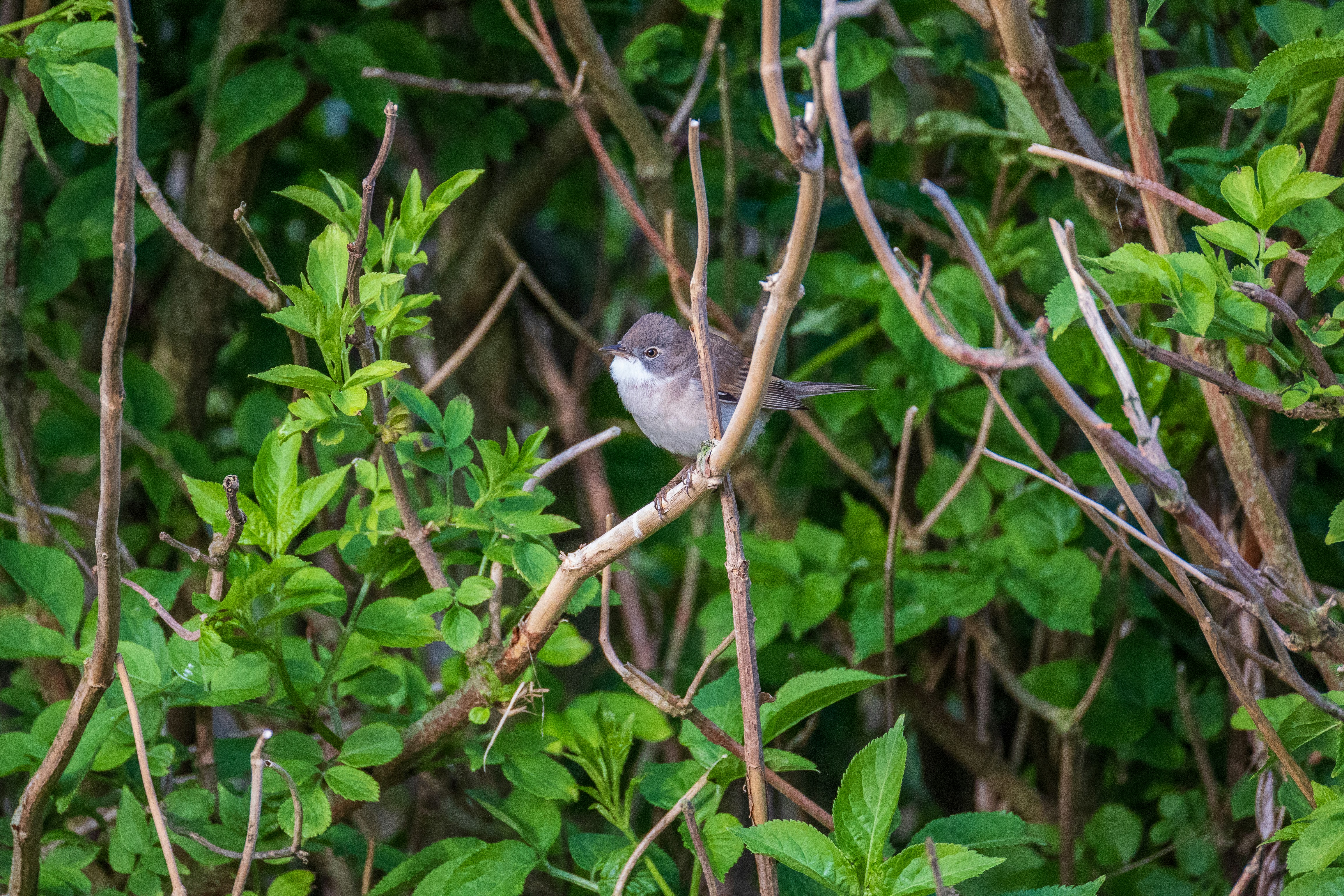 throat wallpaper, wallpaper, Benjolan di Pangkal Lidah Dekat Tenggorokan 1