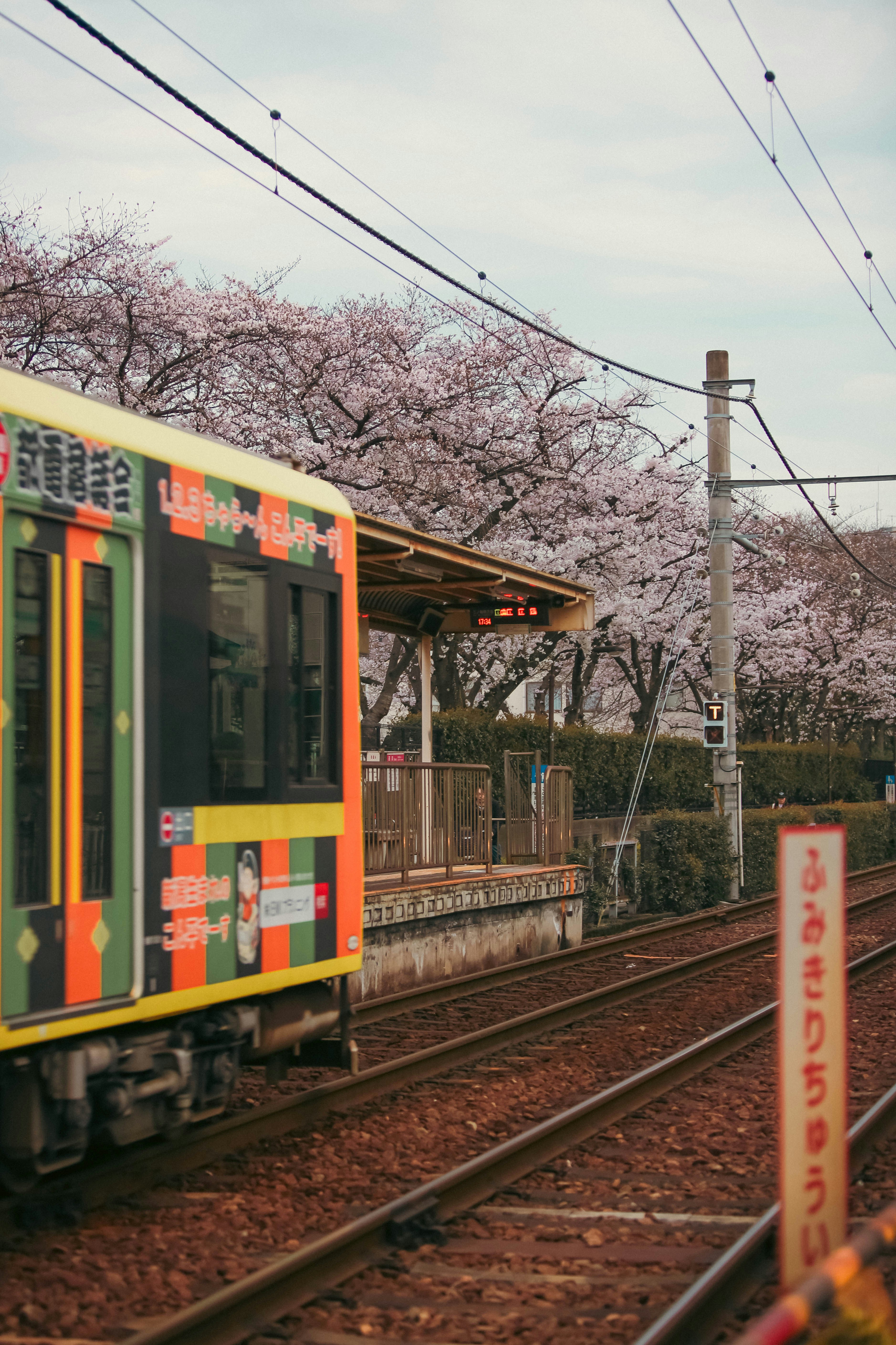 Train and hanami travel tips
