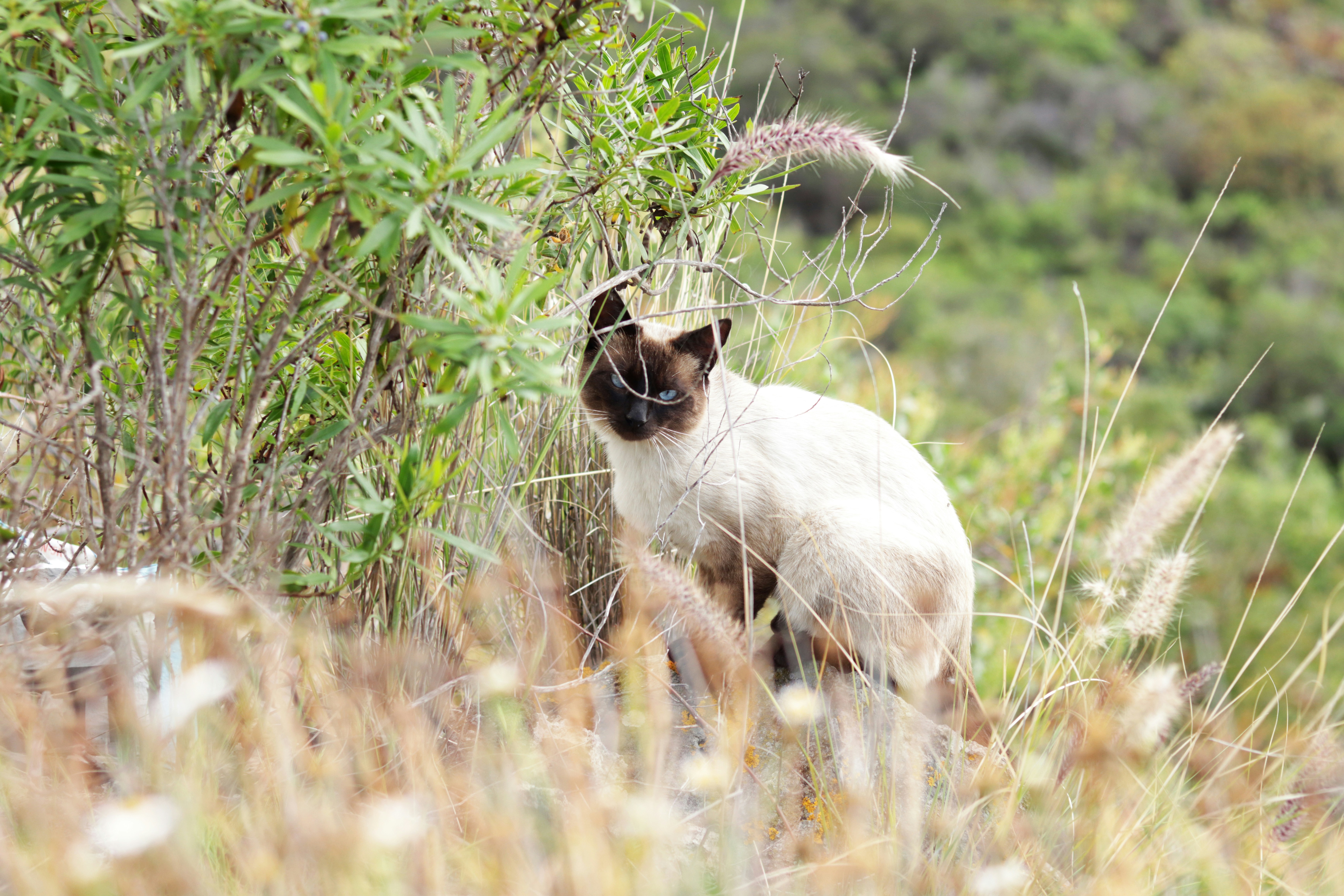 Eine Siamkatze ist in wildes Laub eingebettet.
