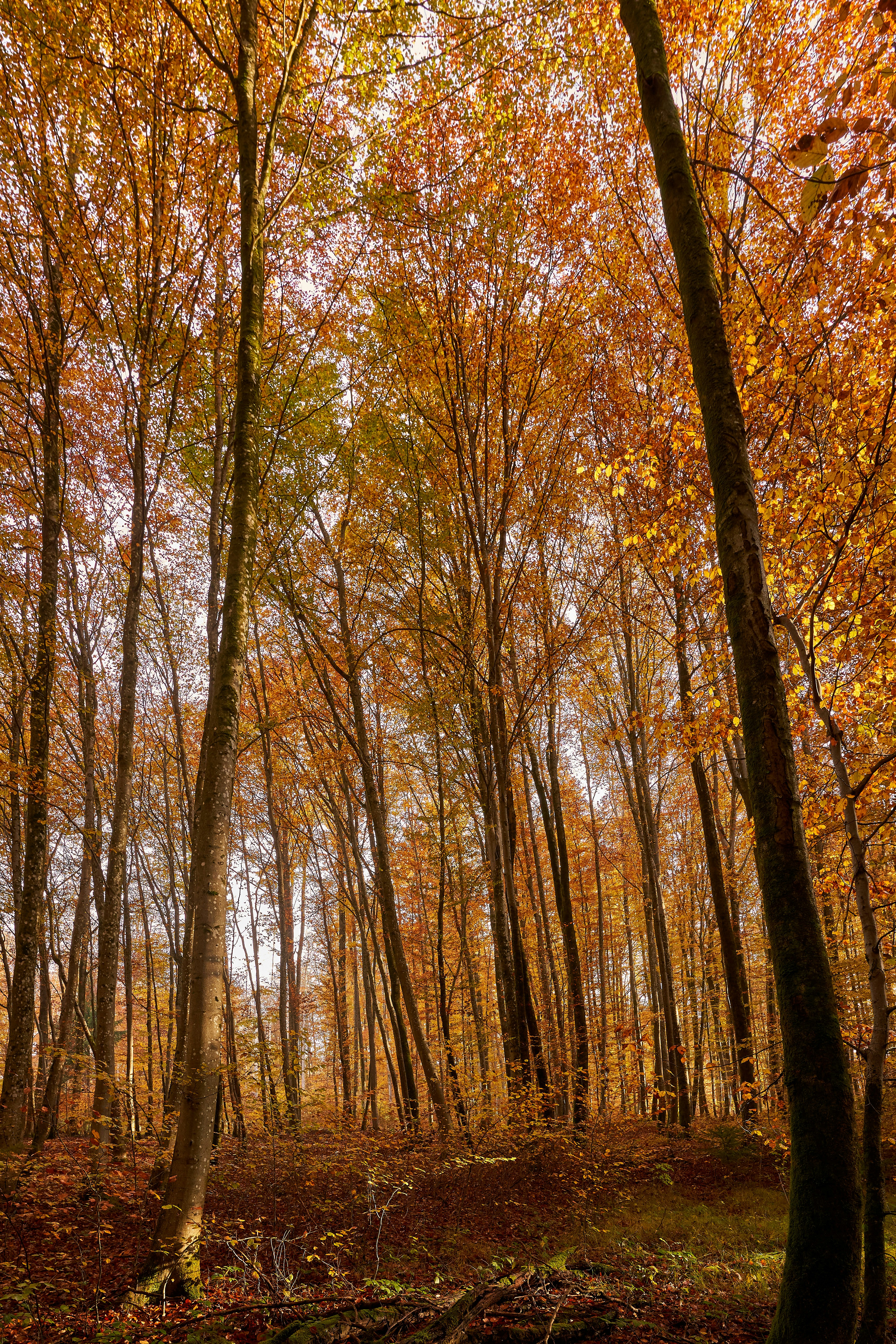 Photo by wolfgang_hasselmann