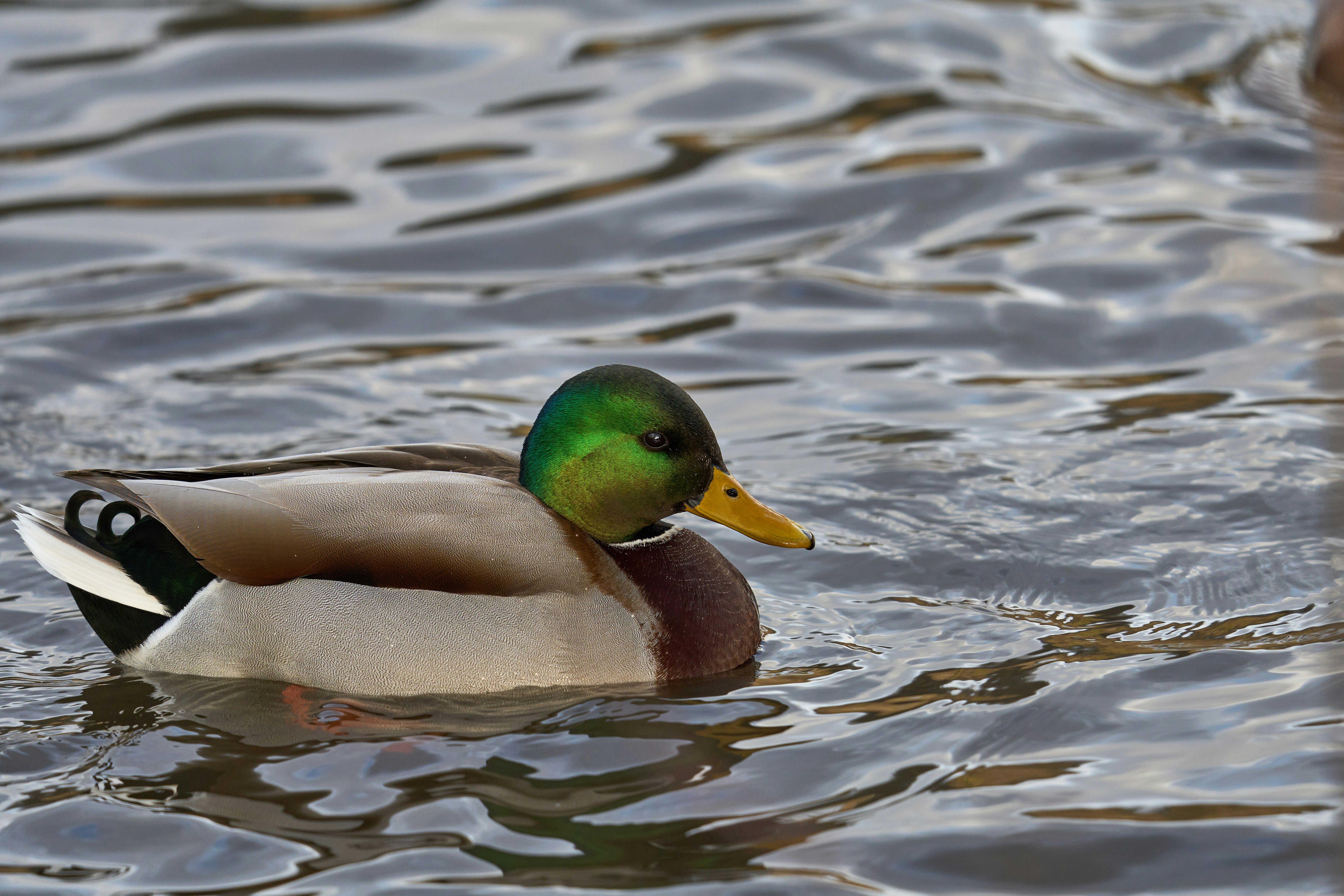 Photo by wolfgang_hasselmann