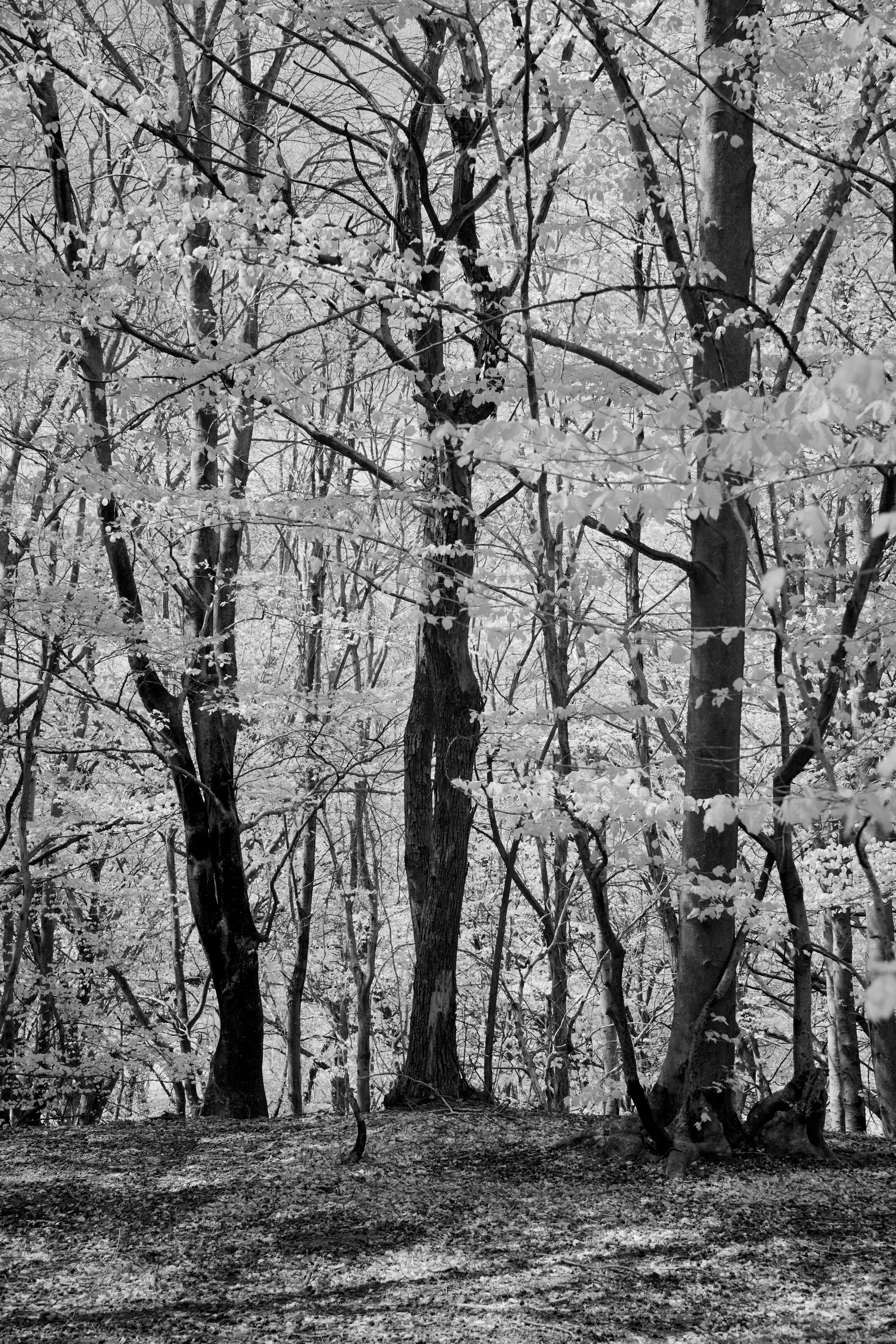 Photo by wolfgang_hasselmann