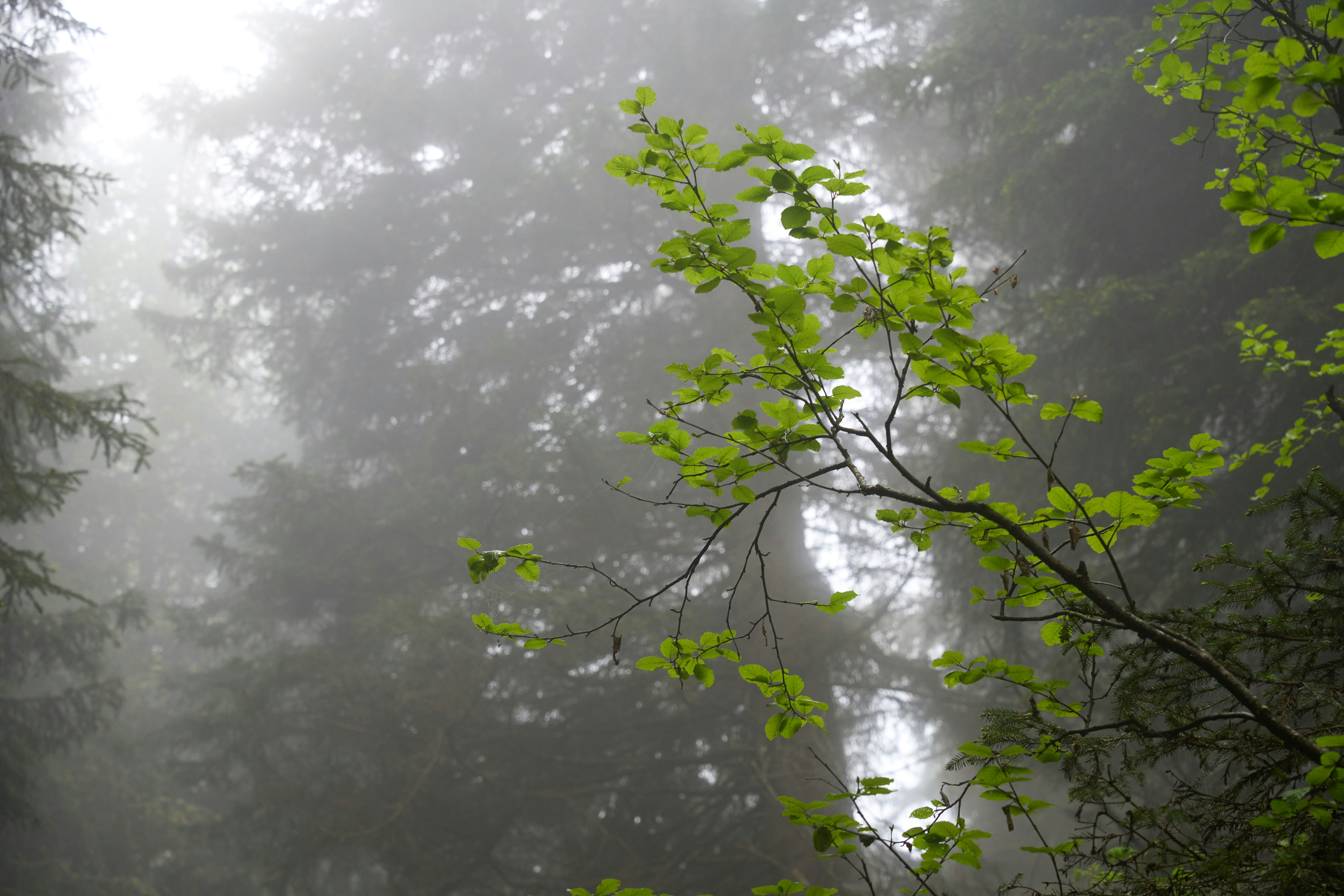 Photo by wolfgang_hasselmann