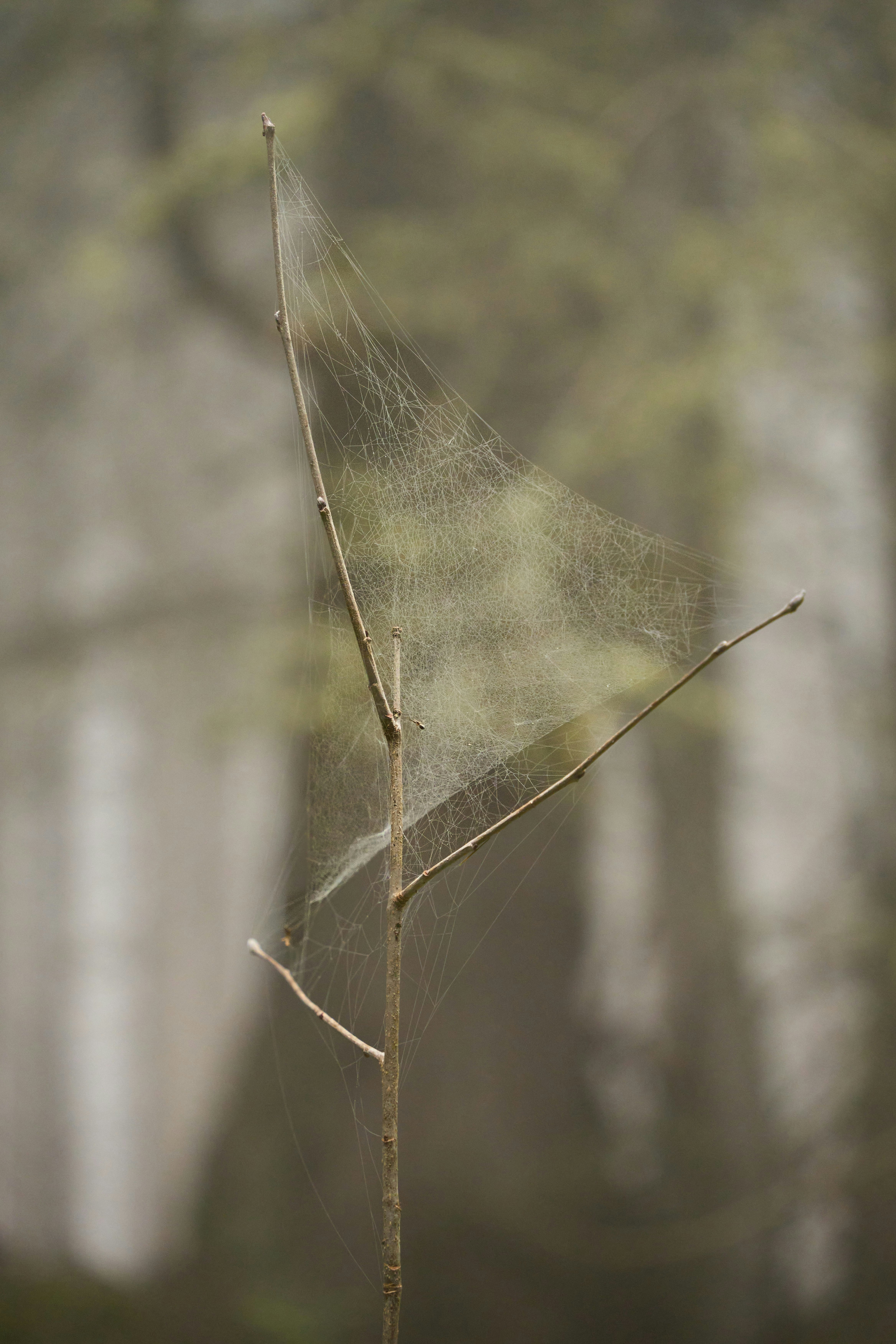 A delicate spiderweb catches foggy sunlight.