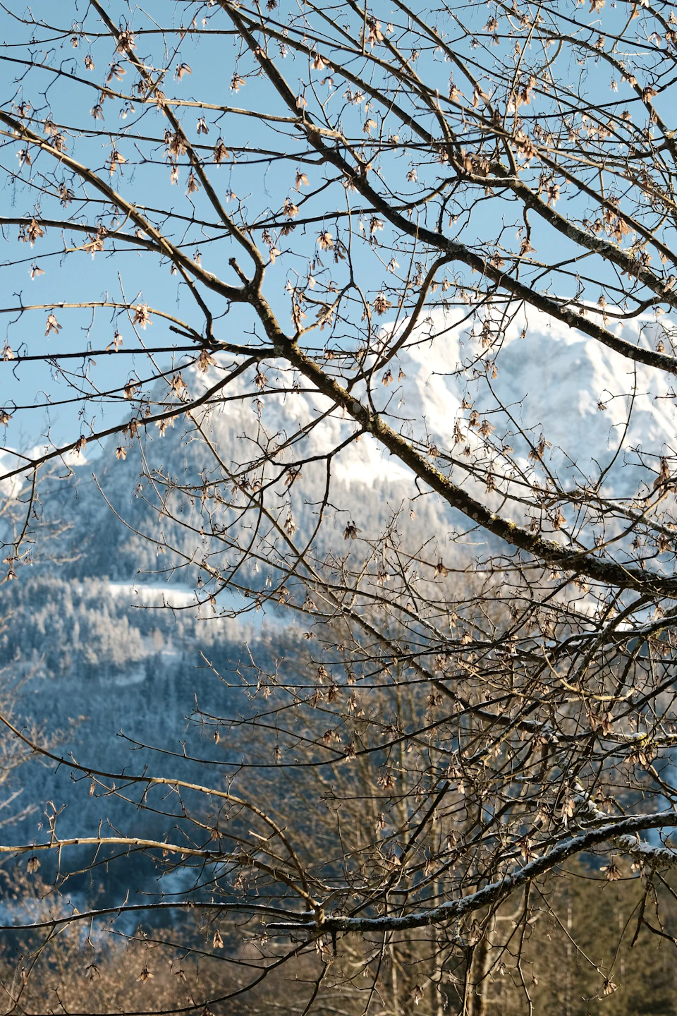 The image depicts a serene winter landscape with a mountain range in the background and bare trees with snow-laden branches reaching towards the sky on the left side, creating an ethereal atmosphere. The colors are predominantly blue and white, reflecting the cool tones of the snowy mountains and the clear sky above.