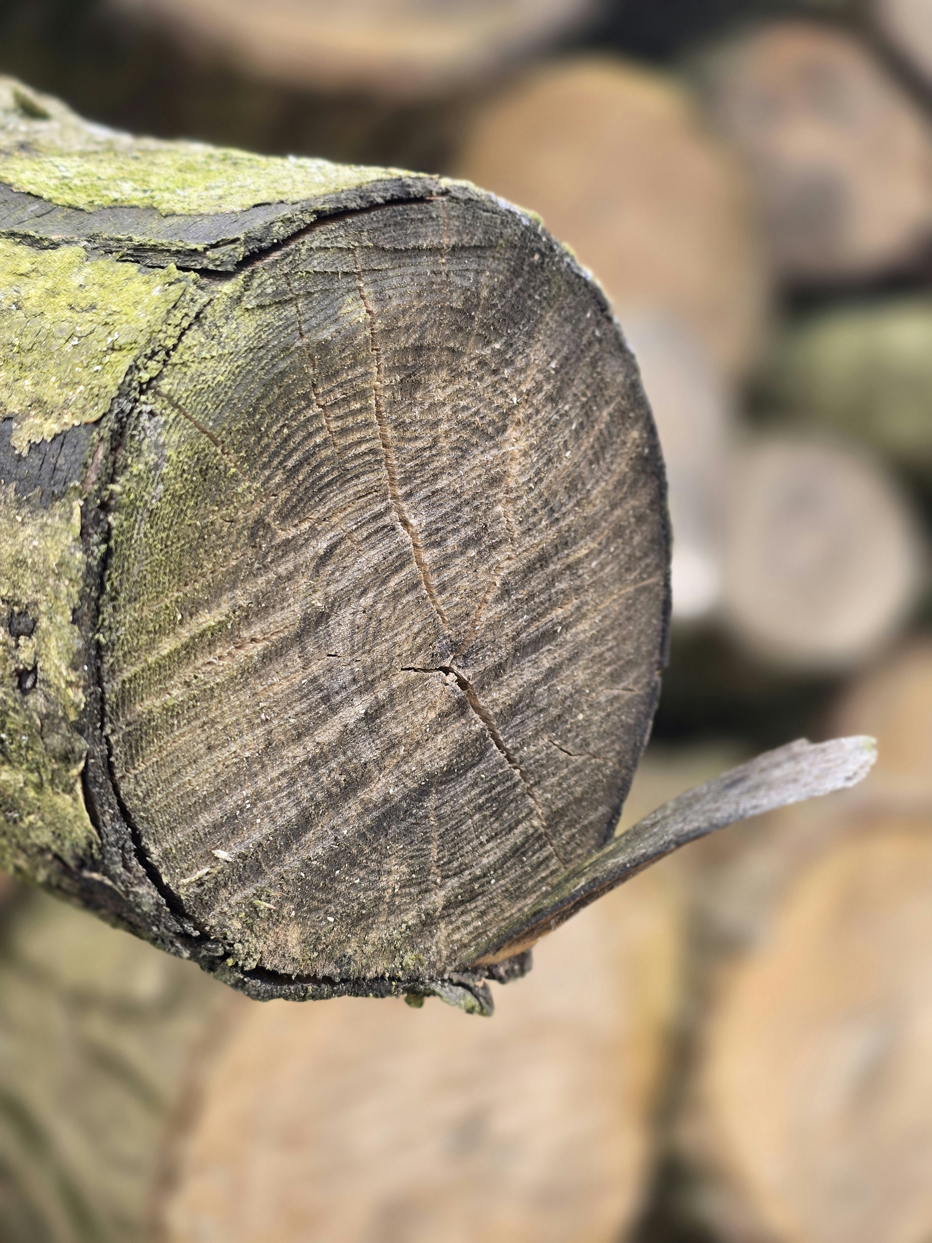 A close-up of a tree log's cross-section.