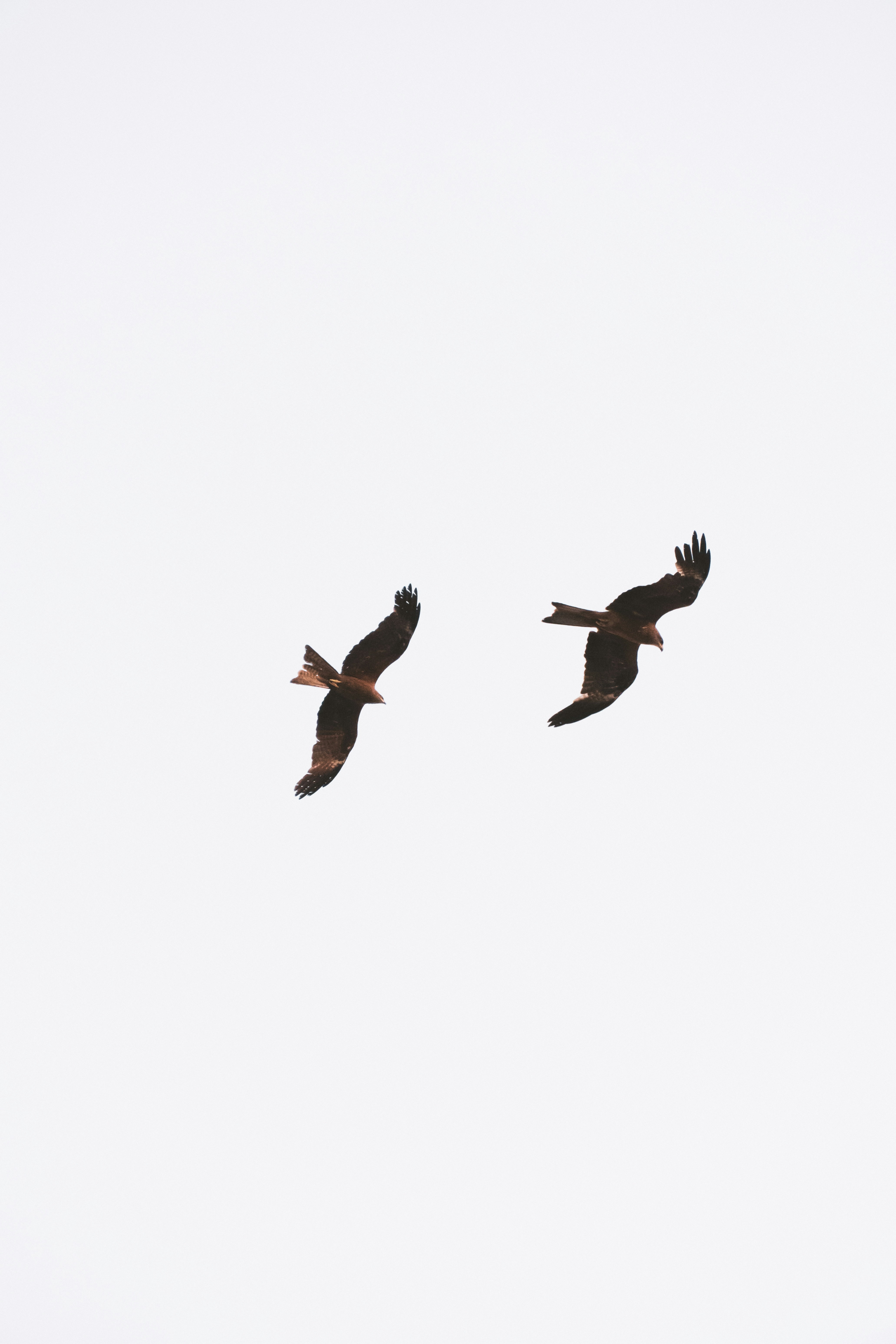 Dua burung terbang di langit putih terbuka.