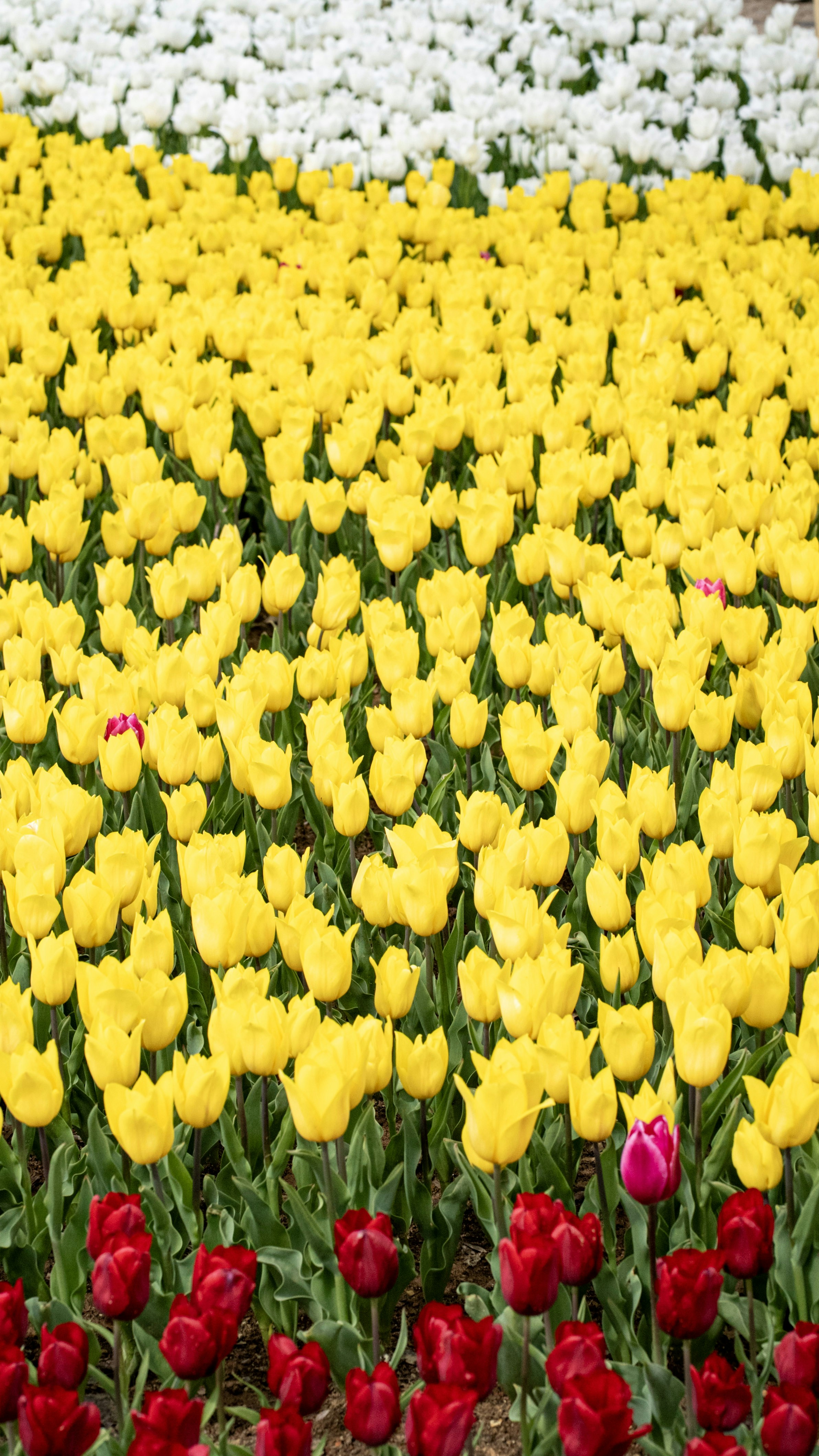 Photo by mihaela_claudia_p