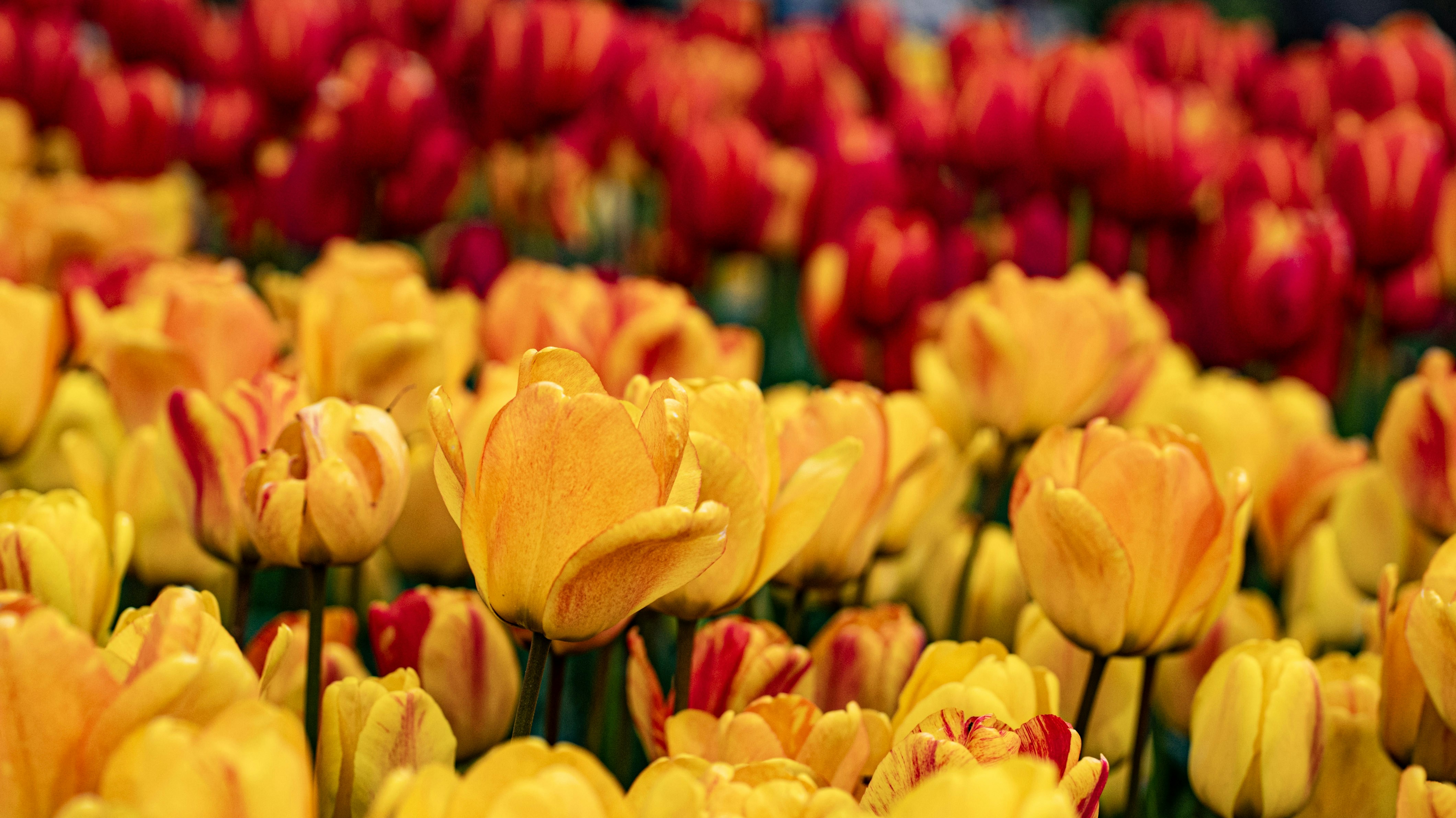 Photo by mihaela_claudia_p