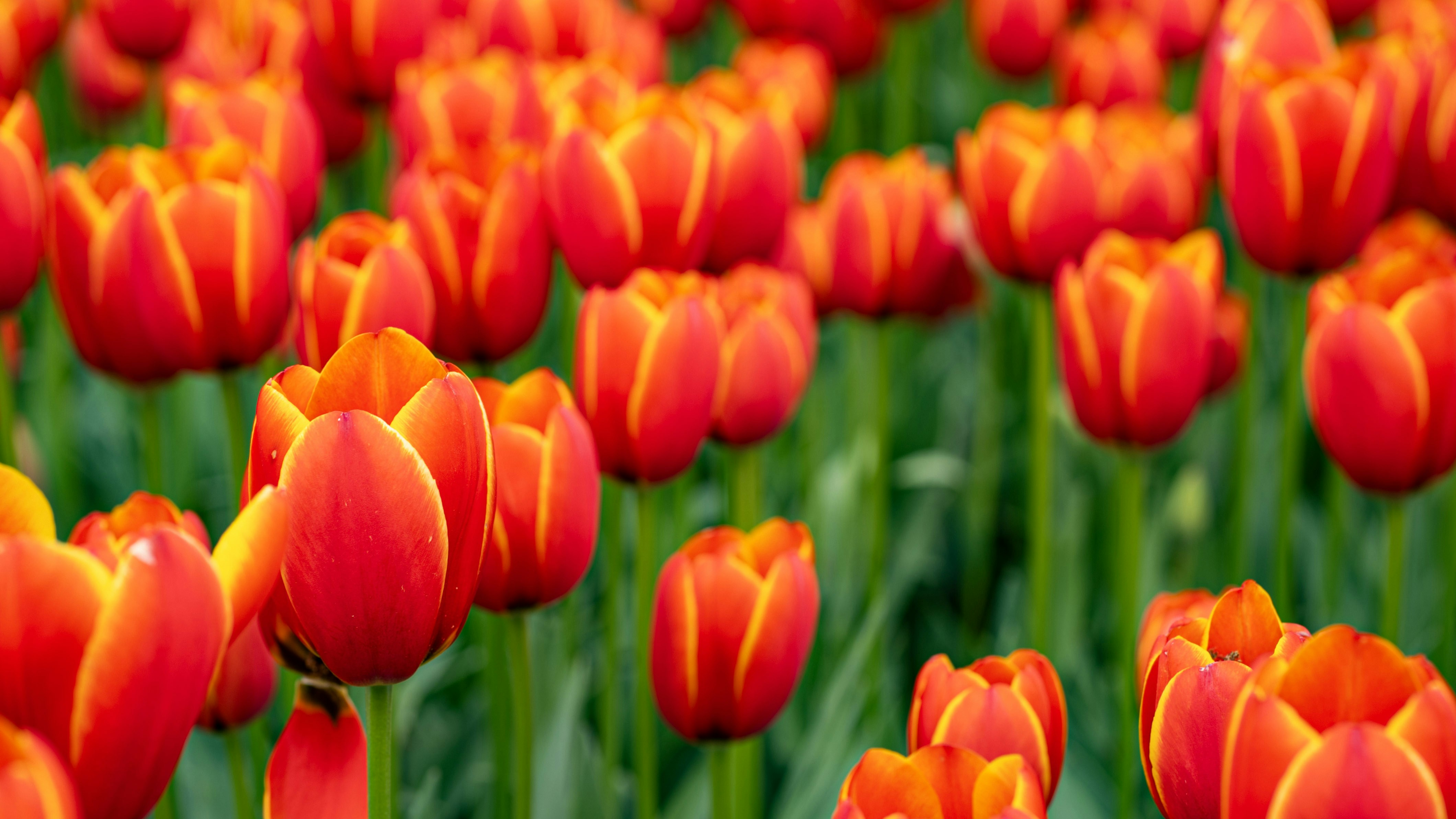 Photo by mihaela_claudia_p