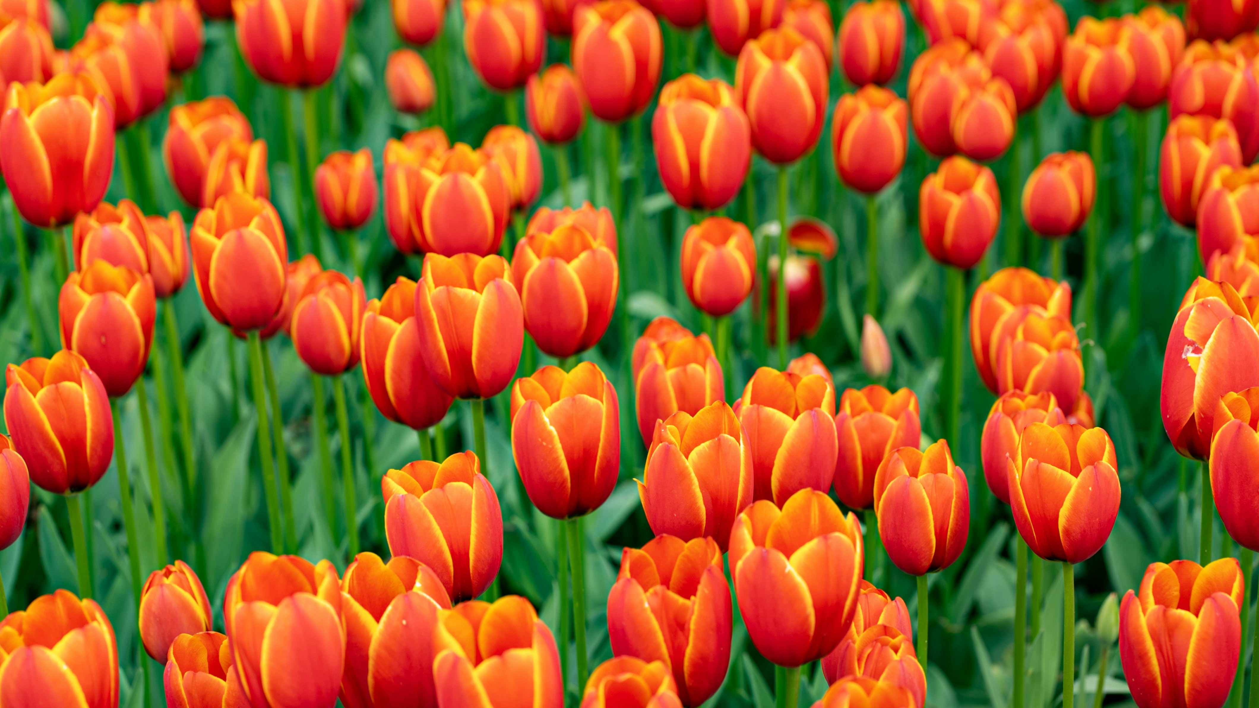 Photo by mihaela_claudia_p