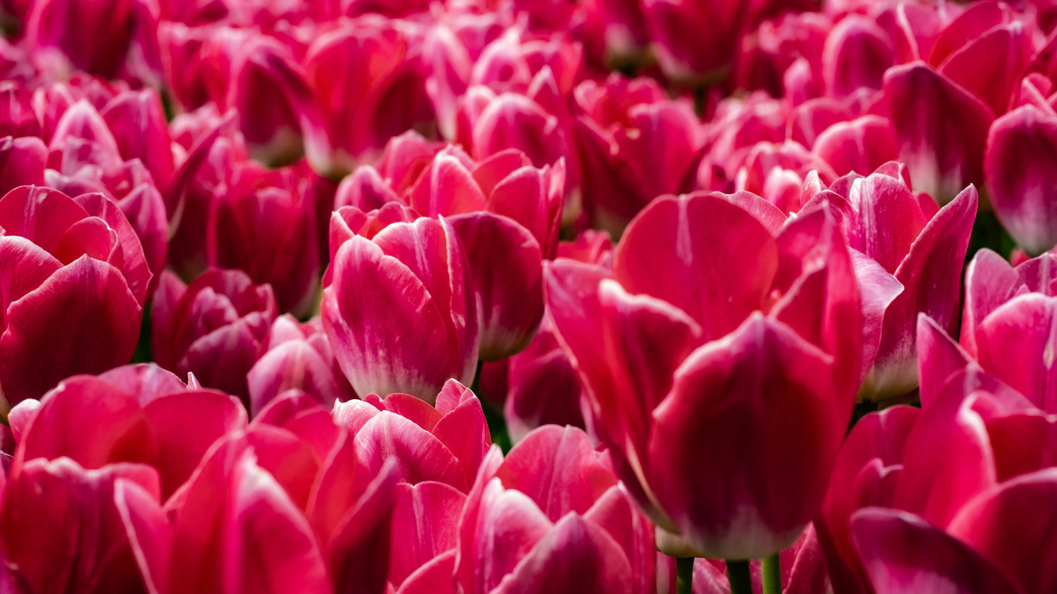 Photo by mihaela_claudia_p