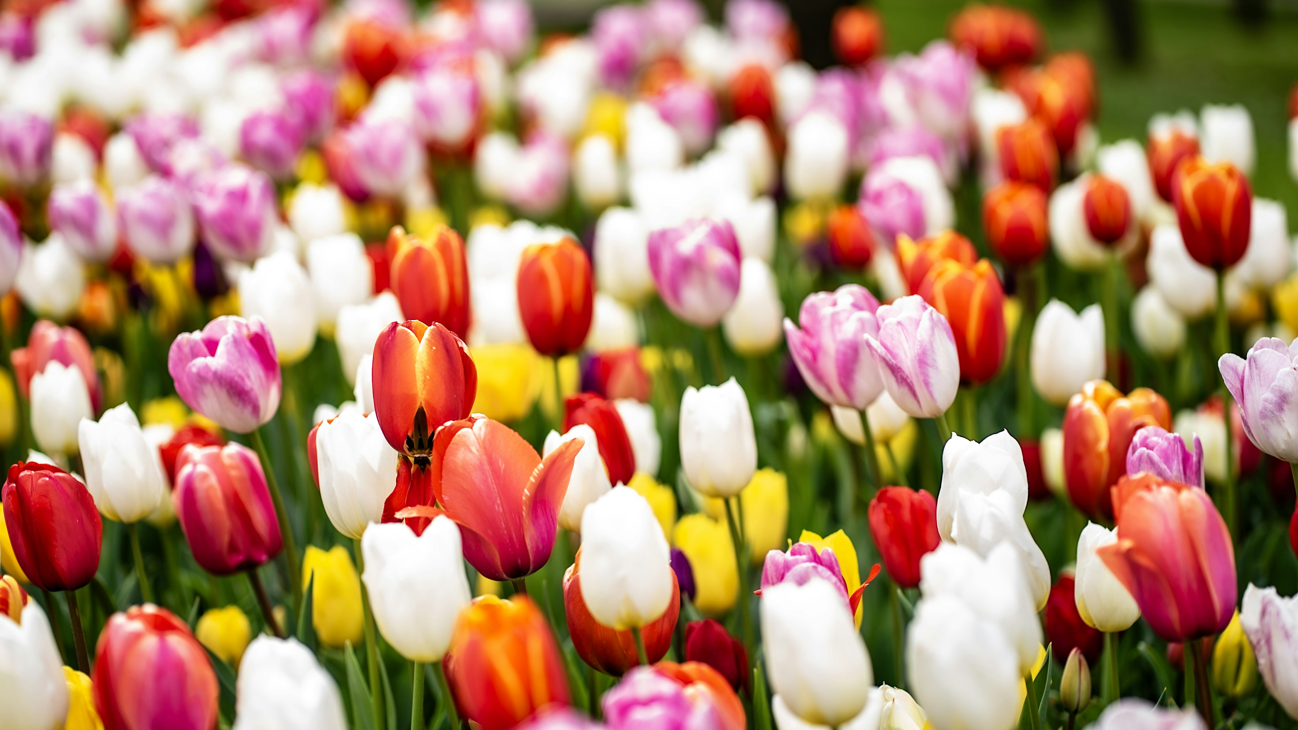 Photo by mihaela_claudia_p