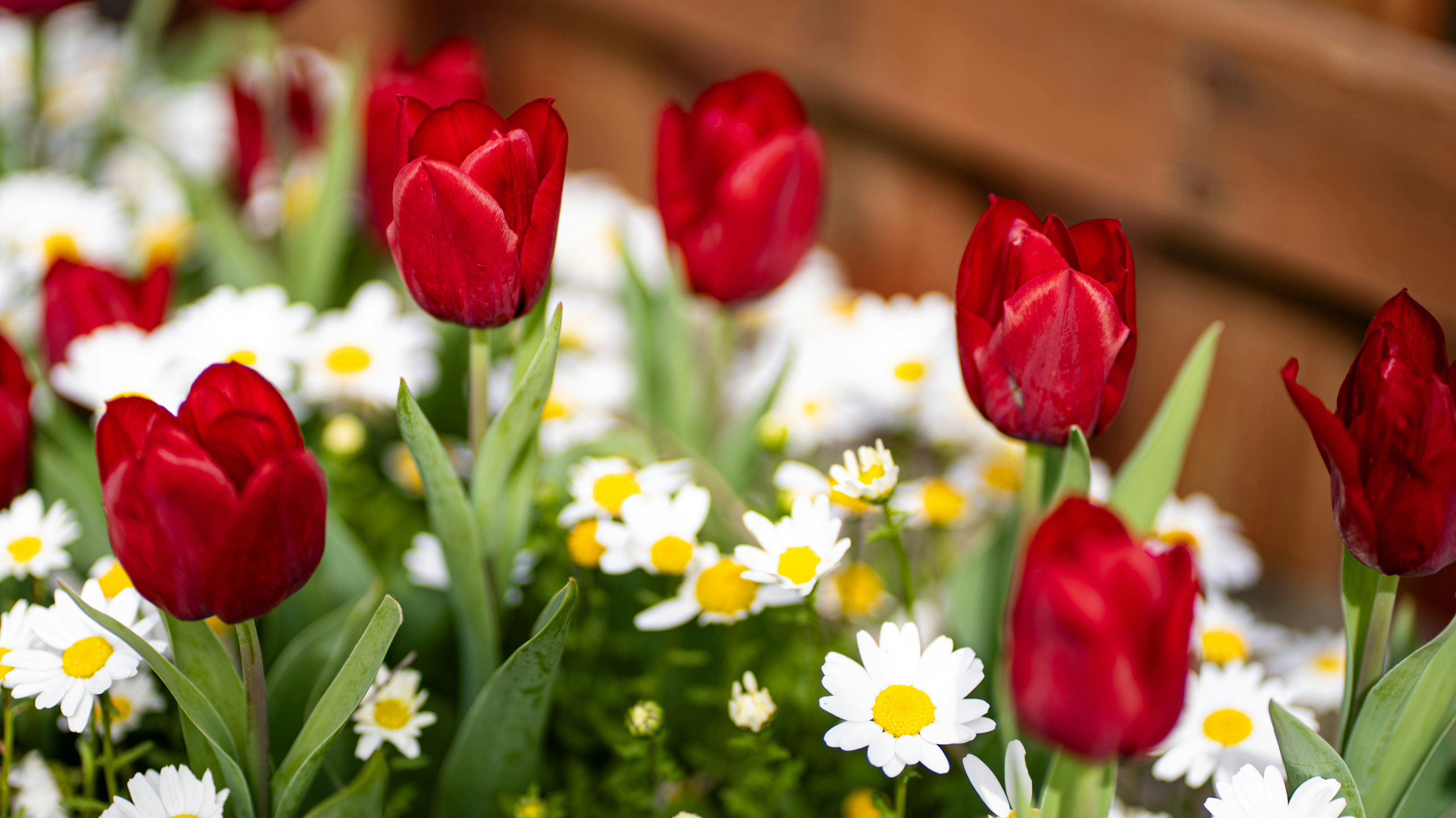 Photo by mihaela_claudia_p