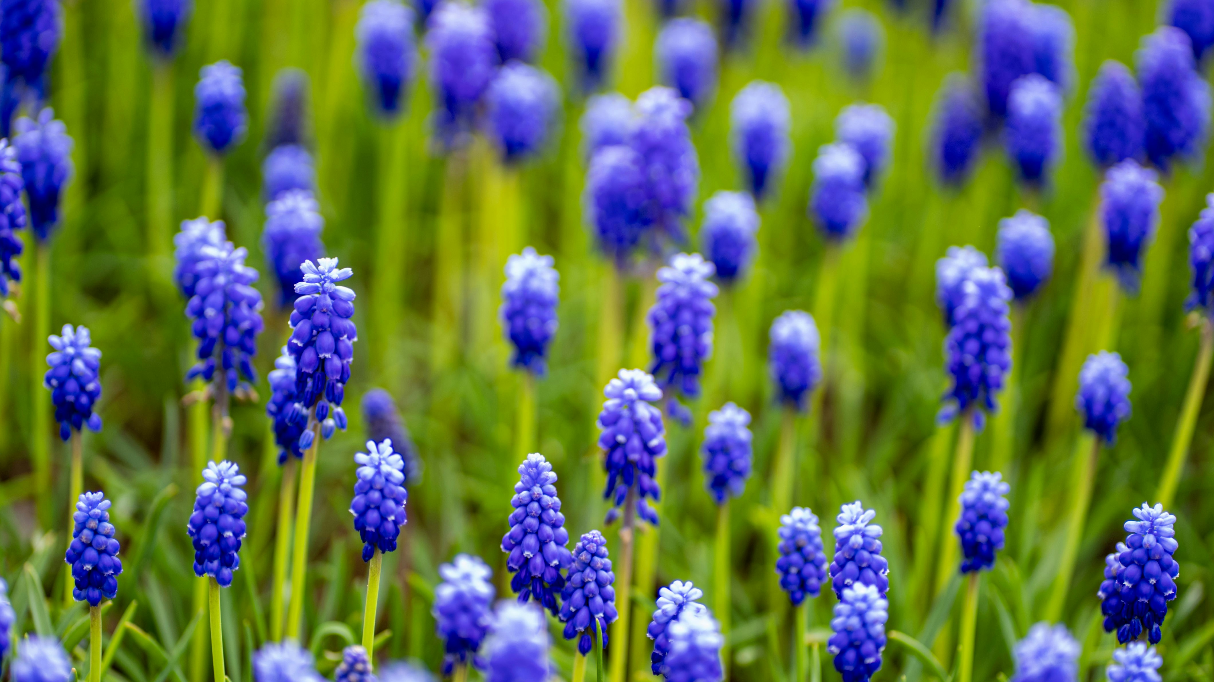 Photo by mihaela_claudia_p