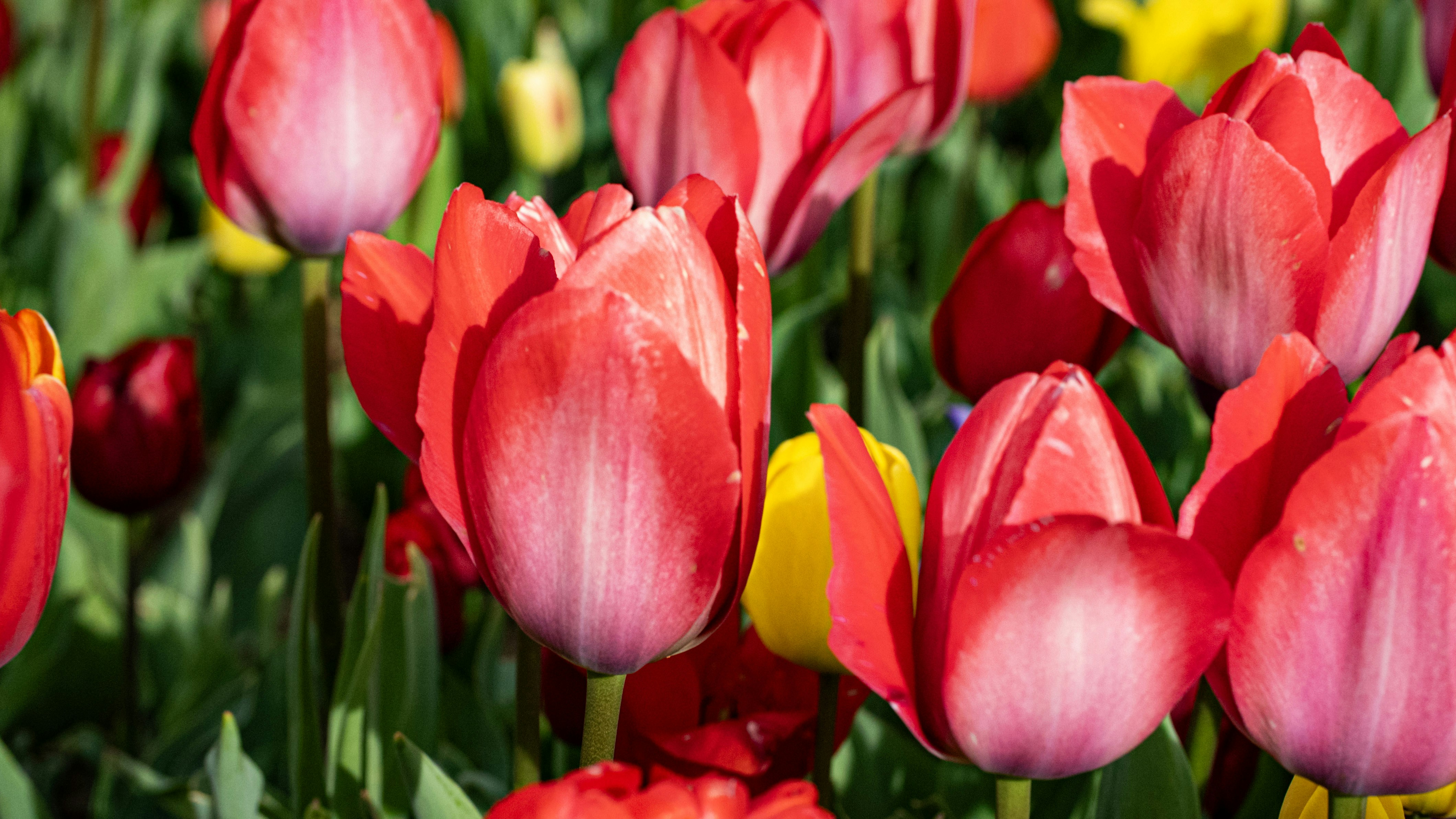 Photo by mihaela_claudia_p