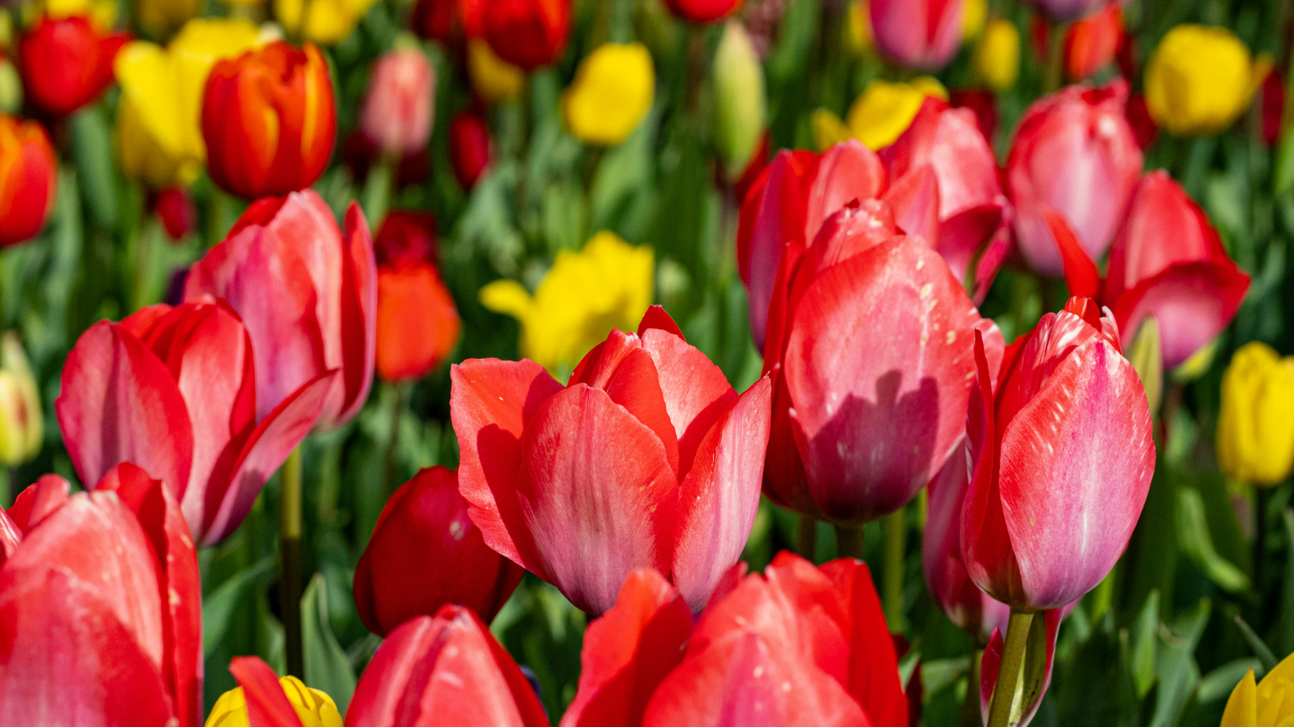 Photo by mihaela_claudia_p