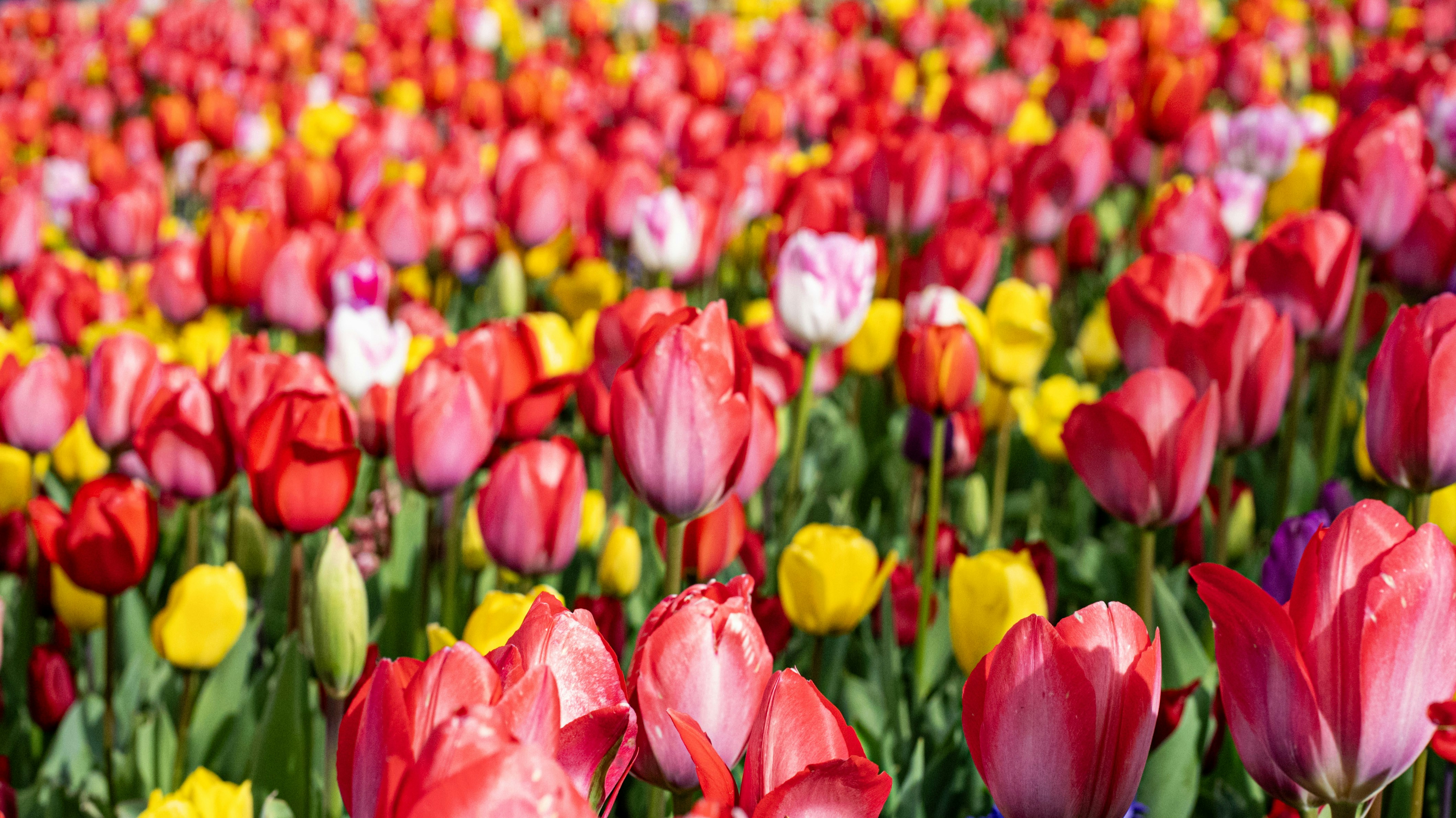 Photo by mihaela_claudia_p