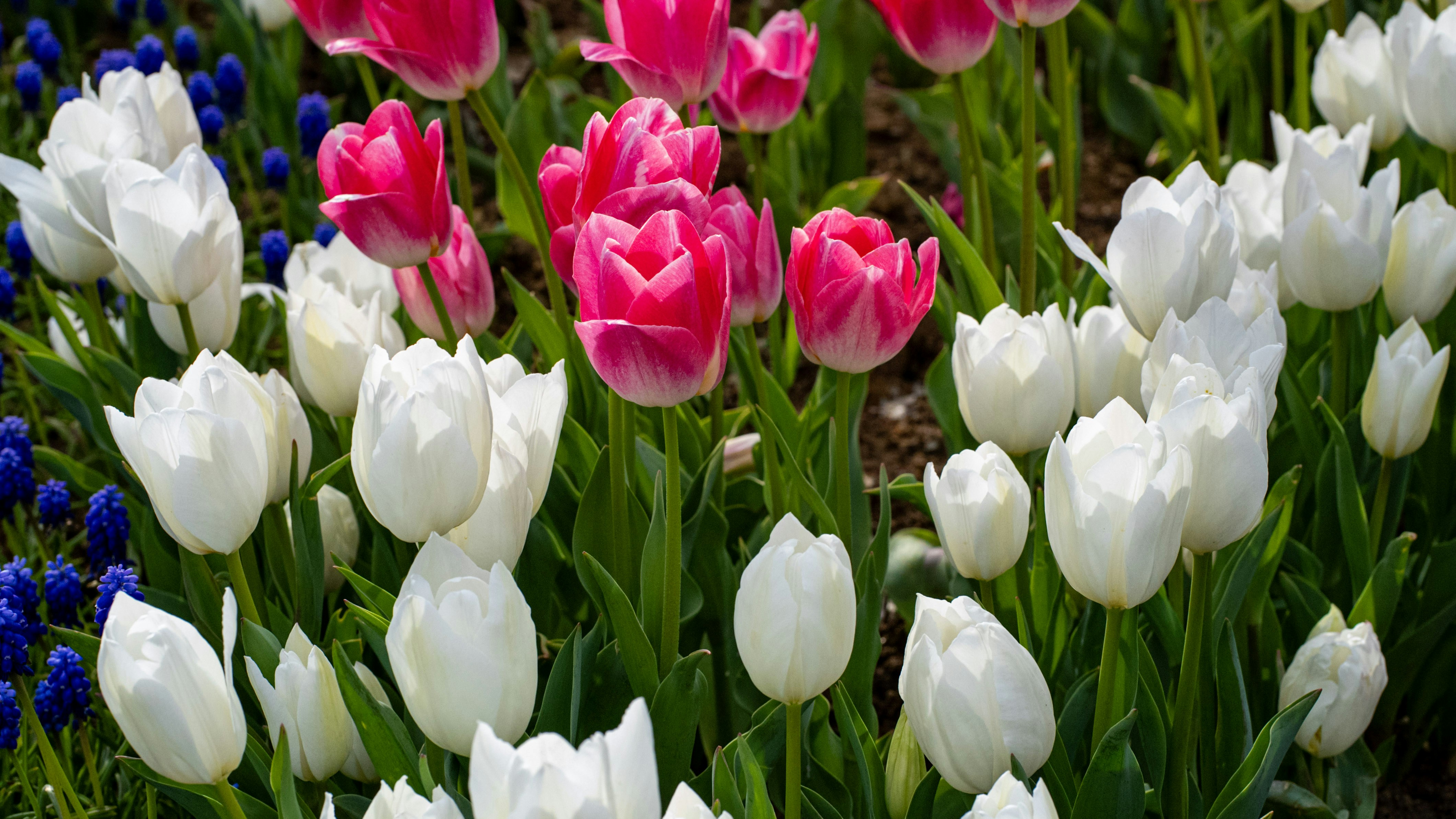 Photo by mihaela_claudia_p