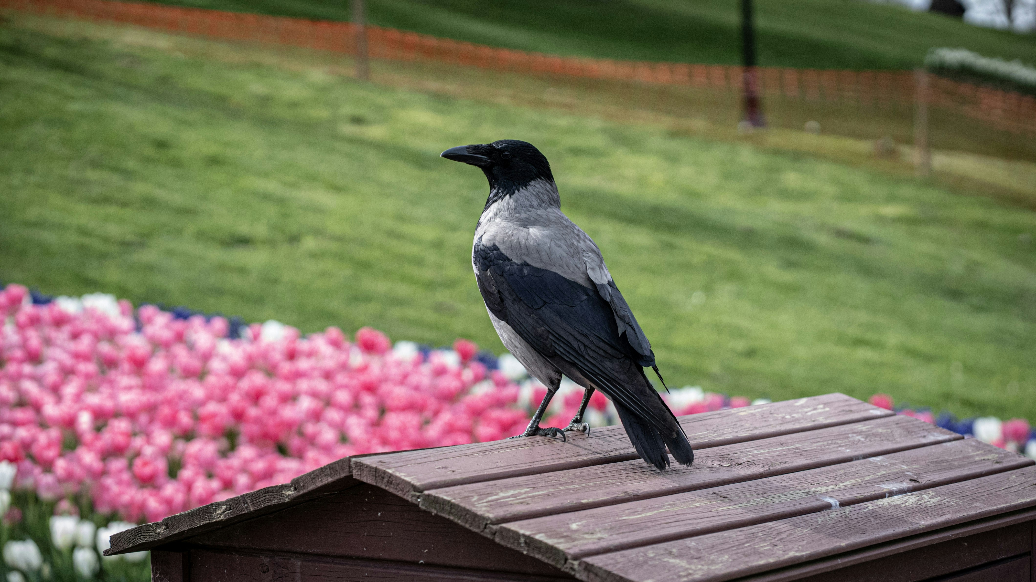 A crow perches on a roof, overlooking flowers. photo – Free Flower ...