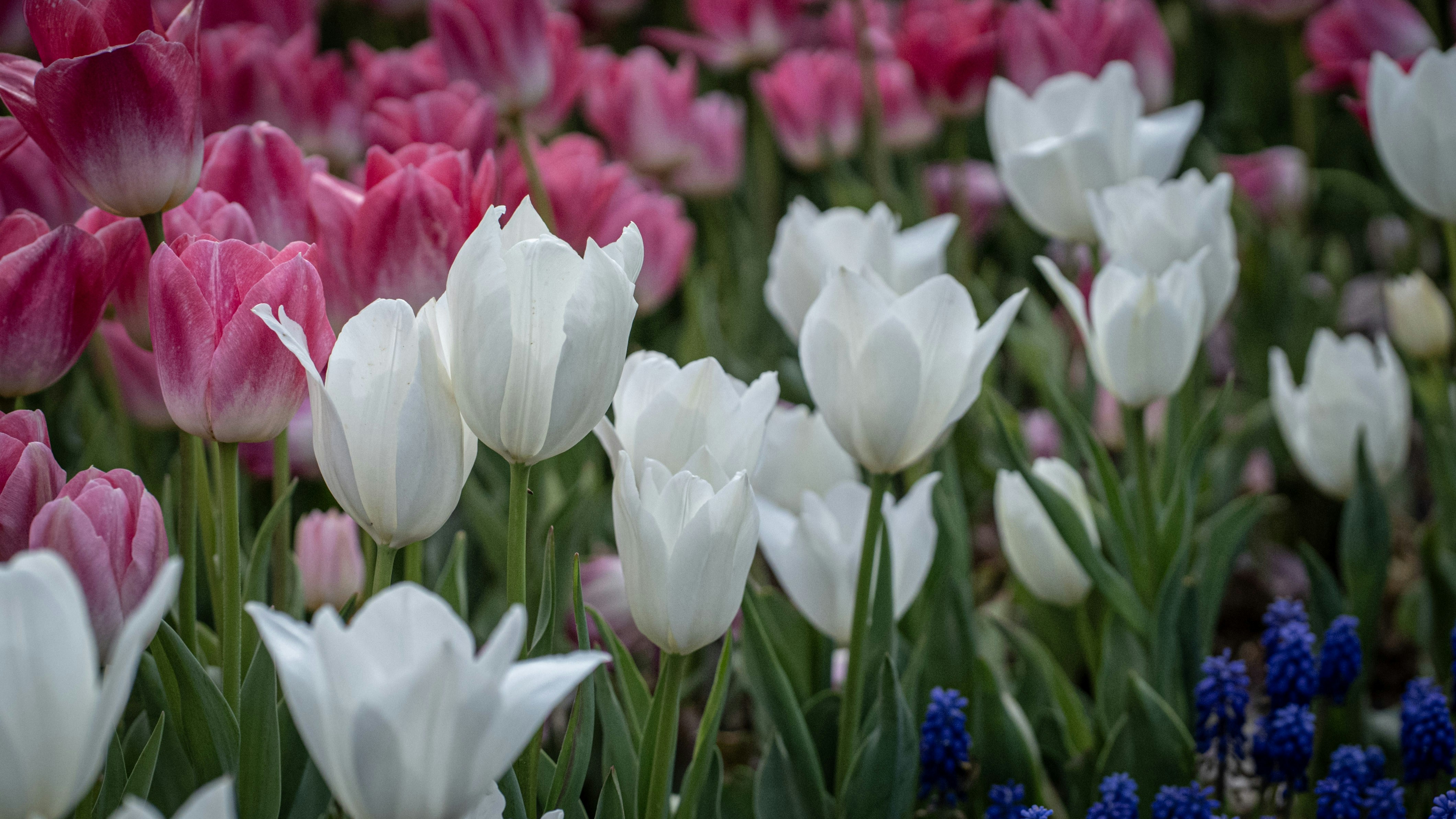 Photo by mihaela_claudia_p