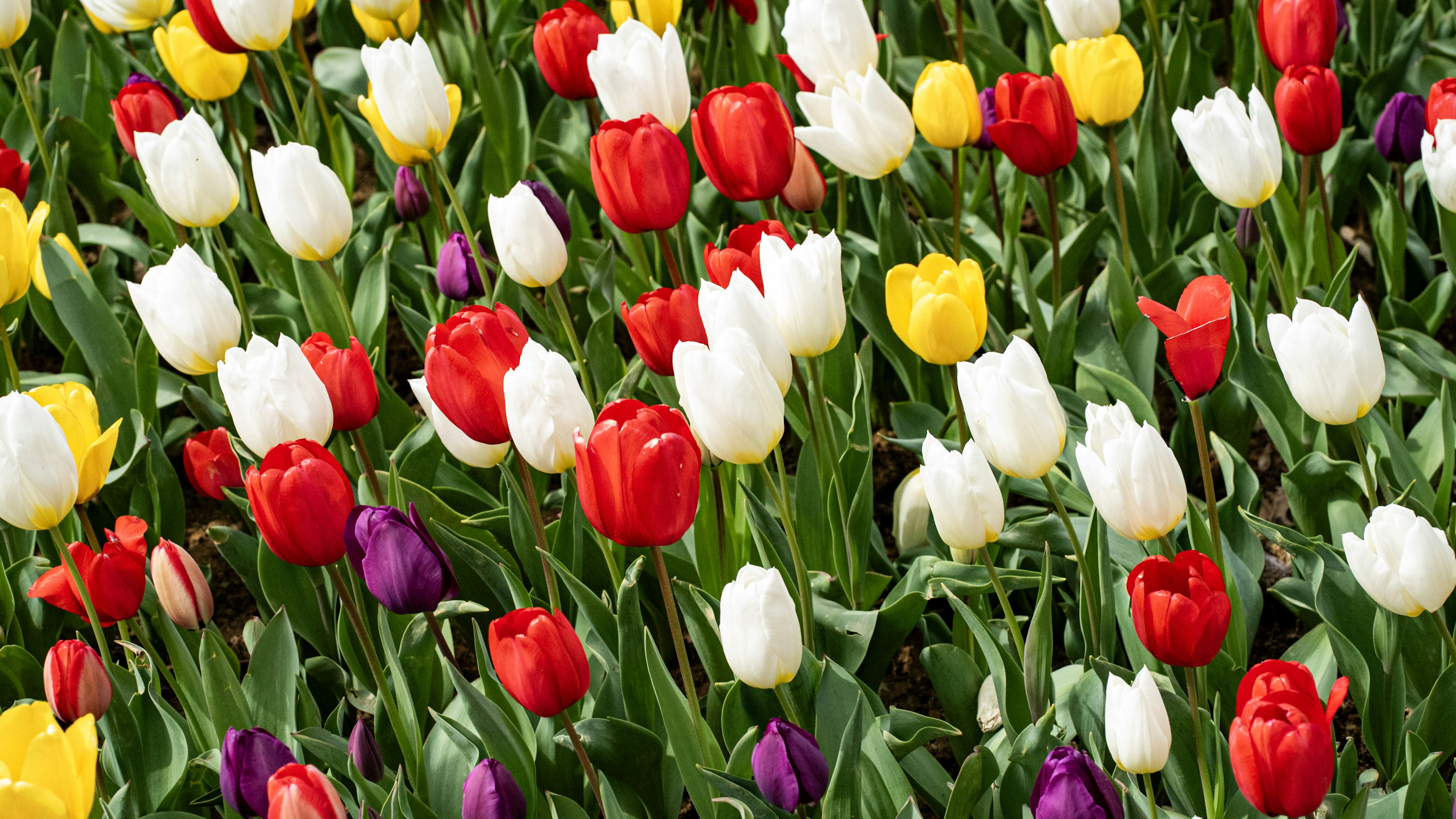 Photo by mihaela_claudia_p