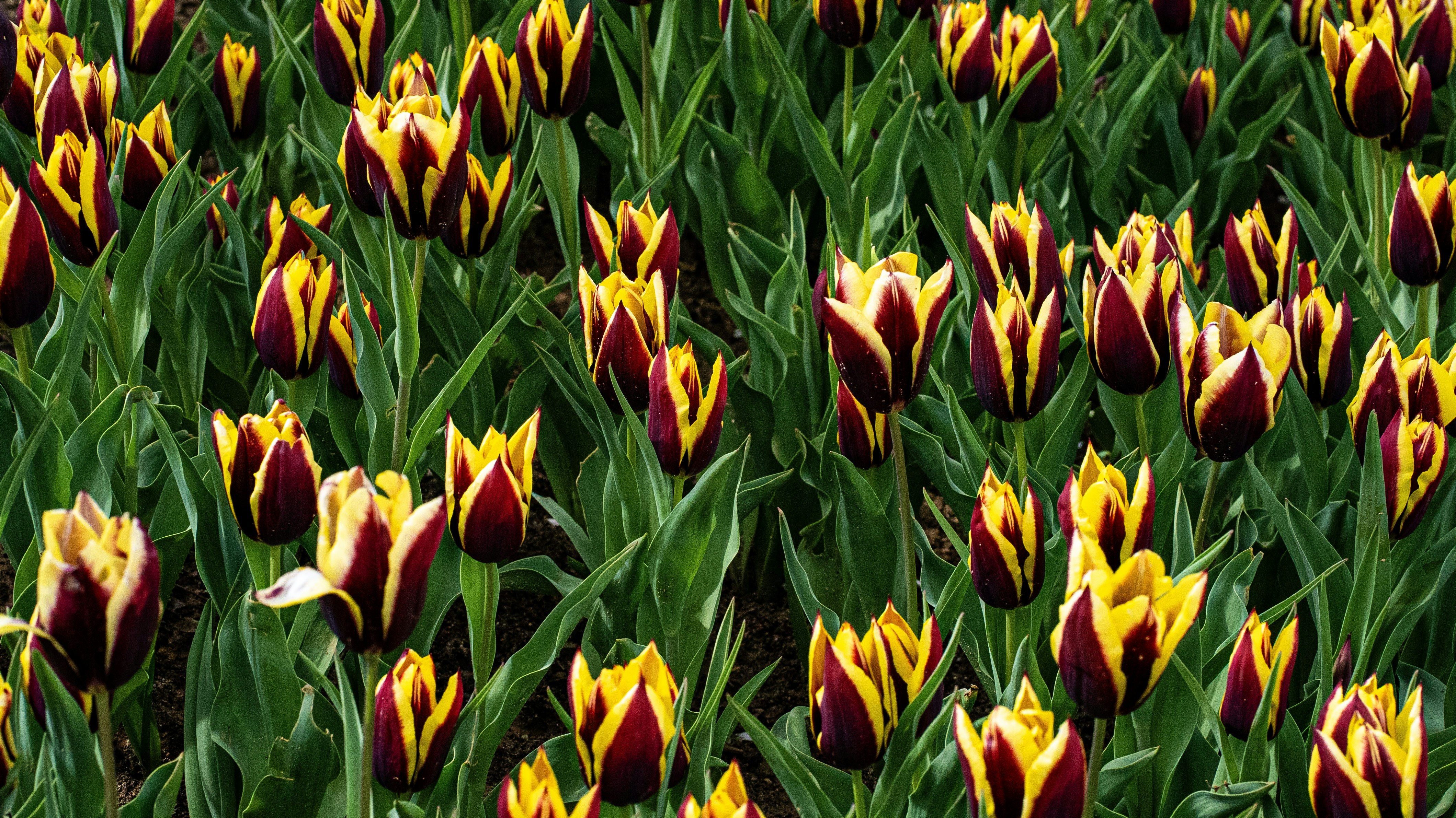 Photo by mihaela_claudia_p