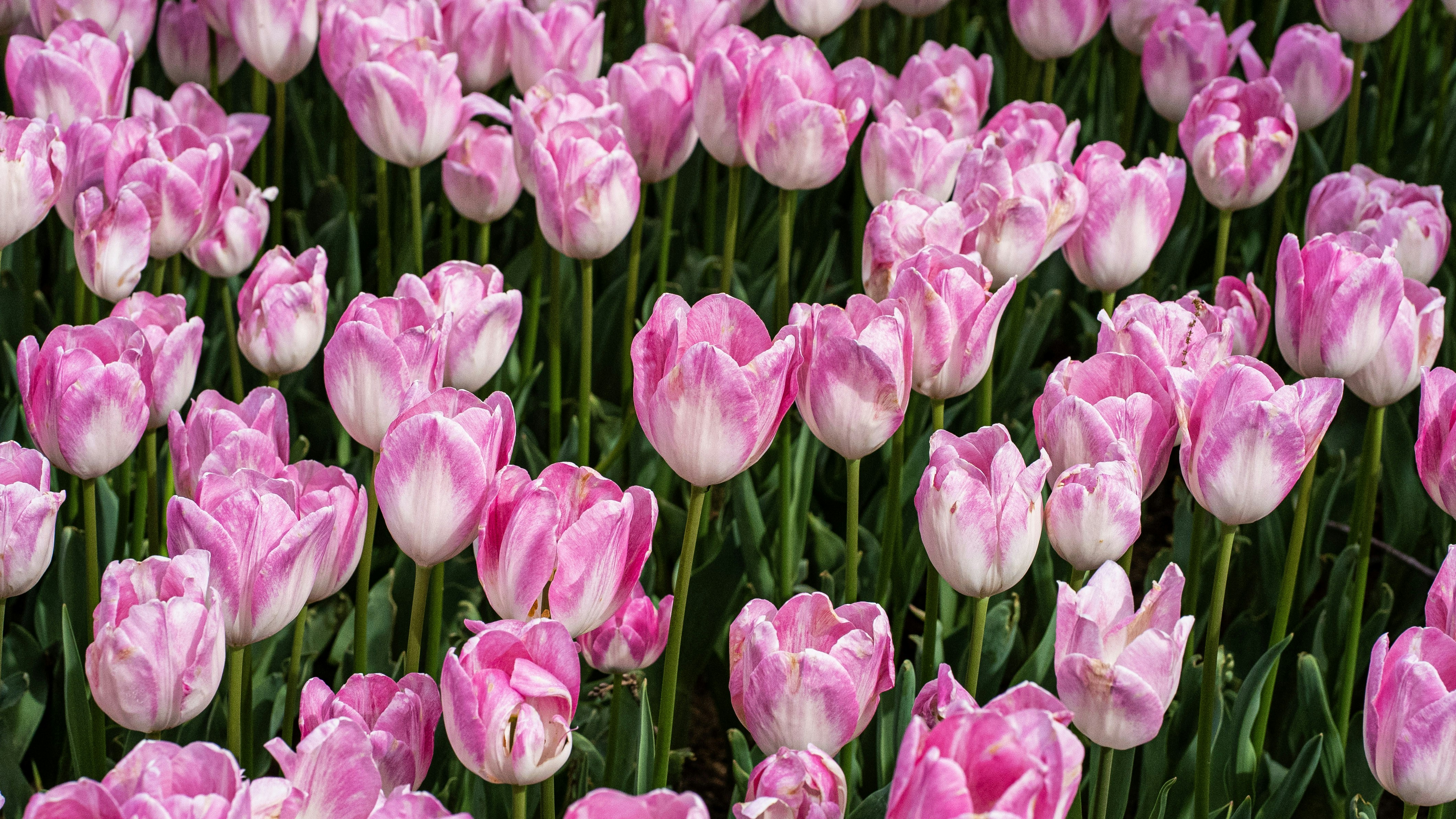 Photo by mihaela_claudia_p