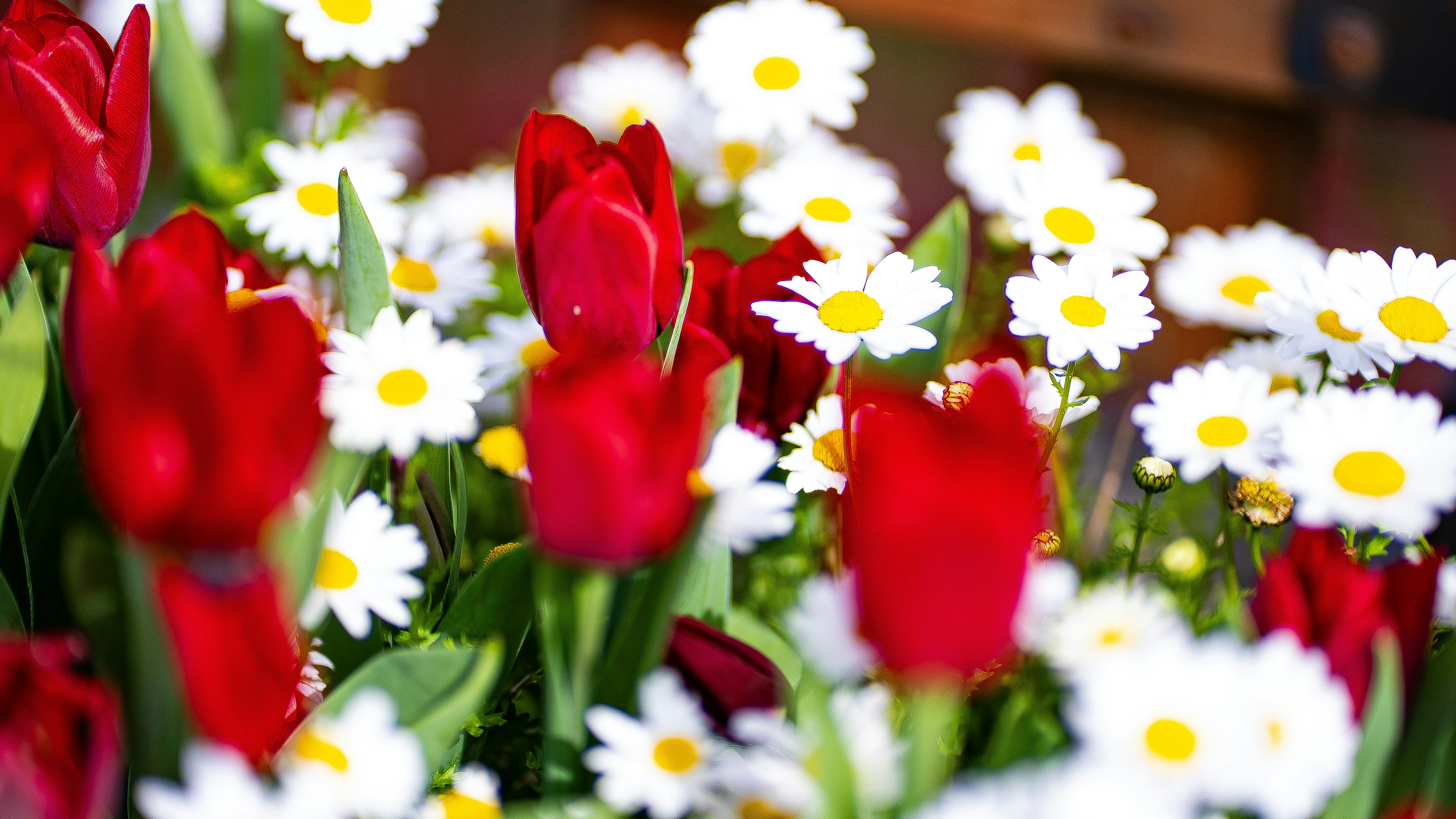 Photo by mihaela_claudia_p