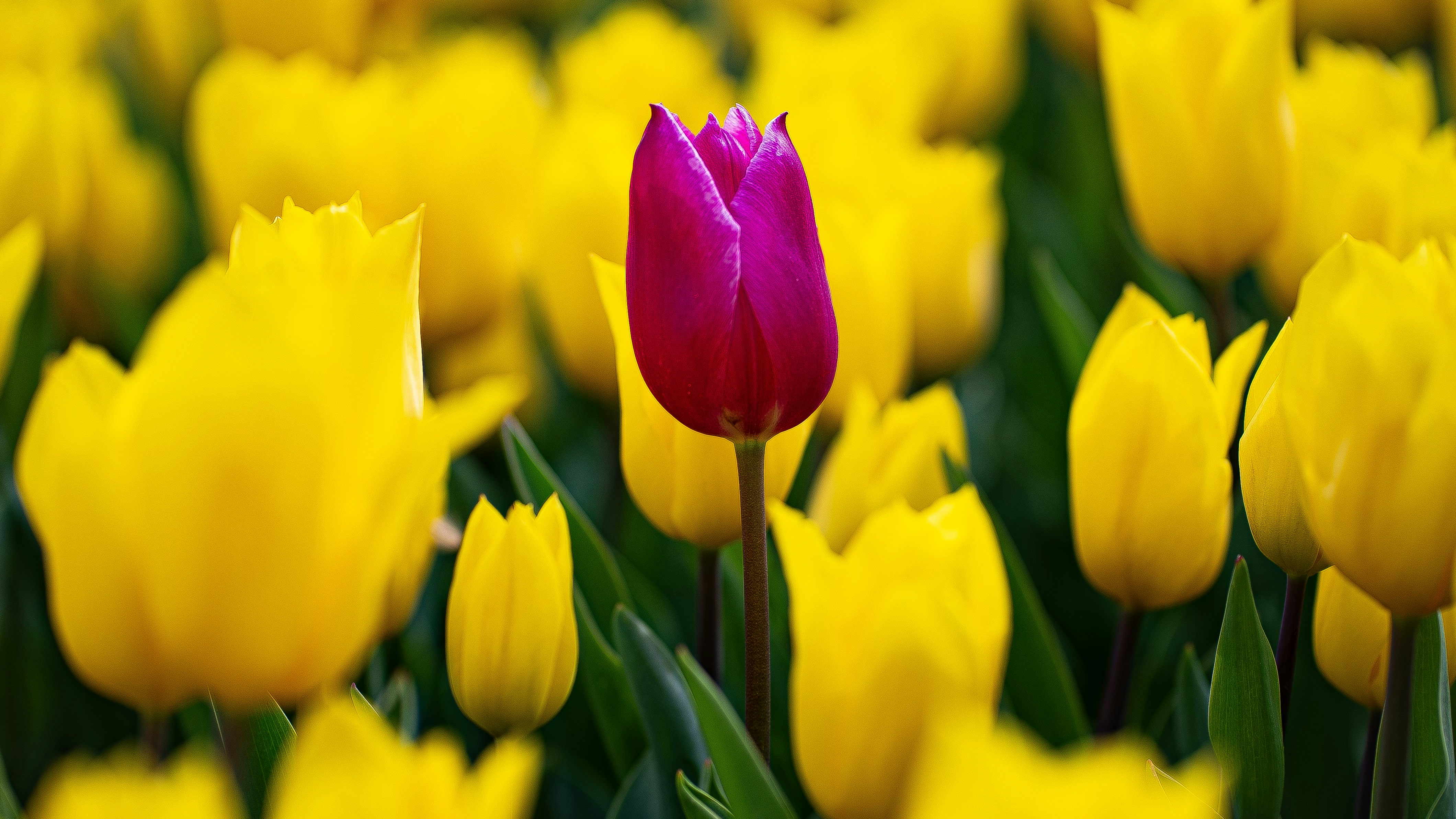 Photo by mihaela_claudia_p