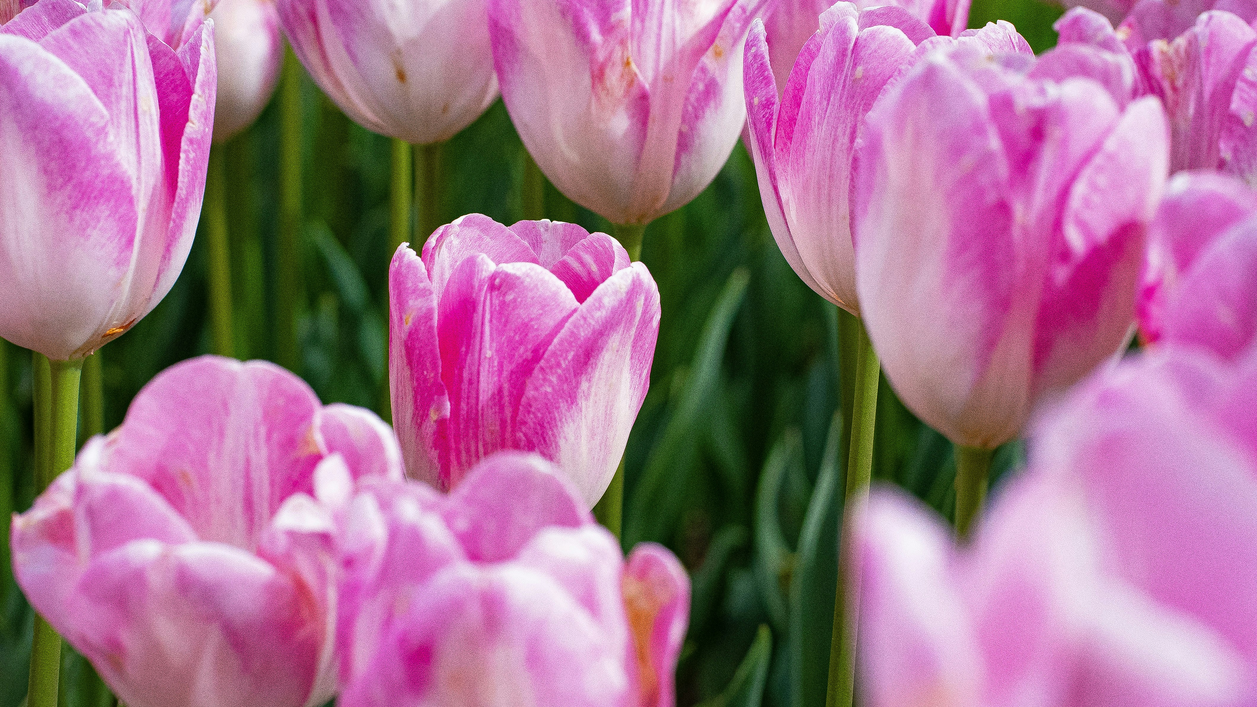 Photo by mihaela_claudia_p