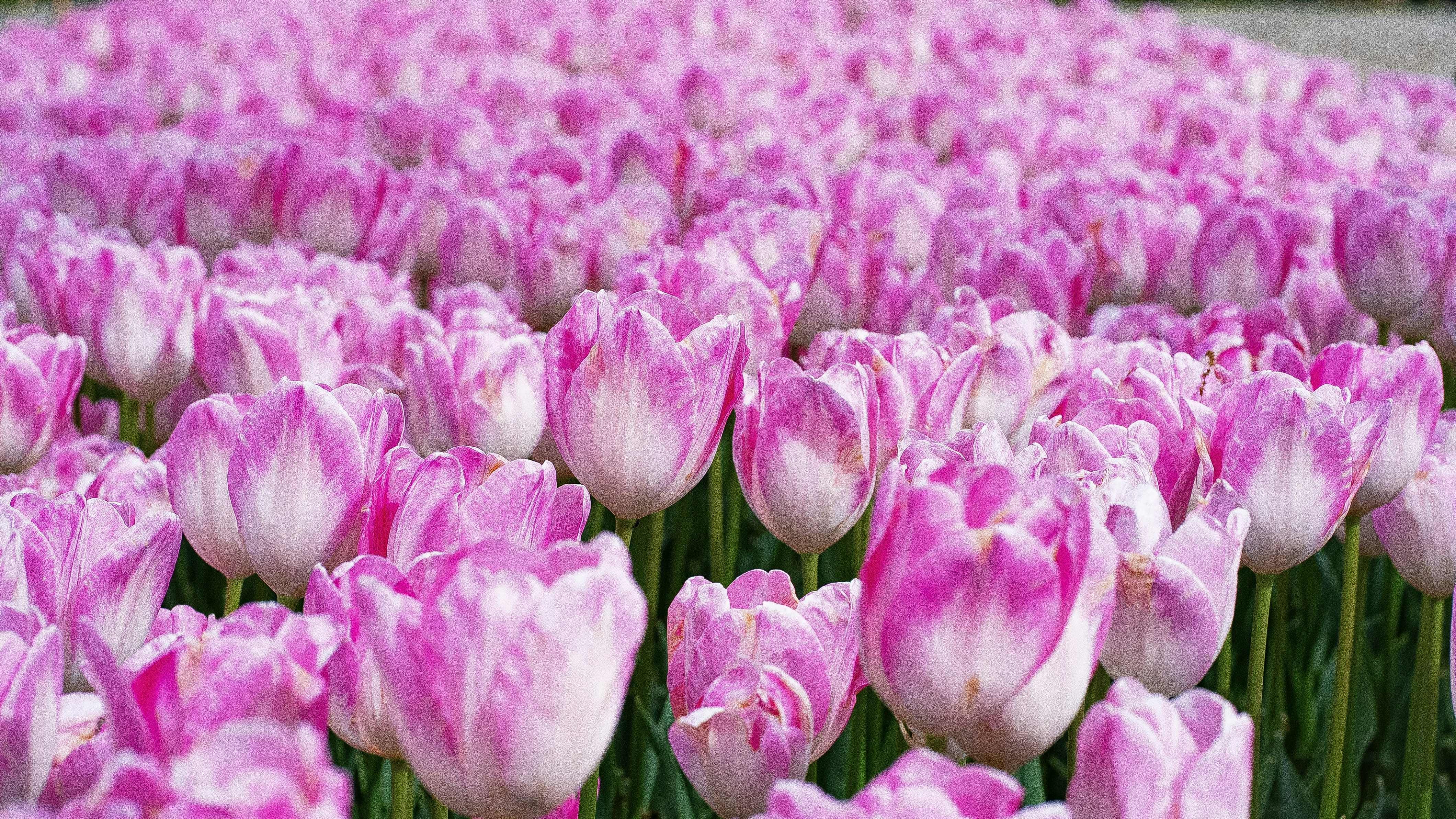 Photo by mihaela_claudia_p