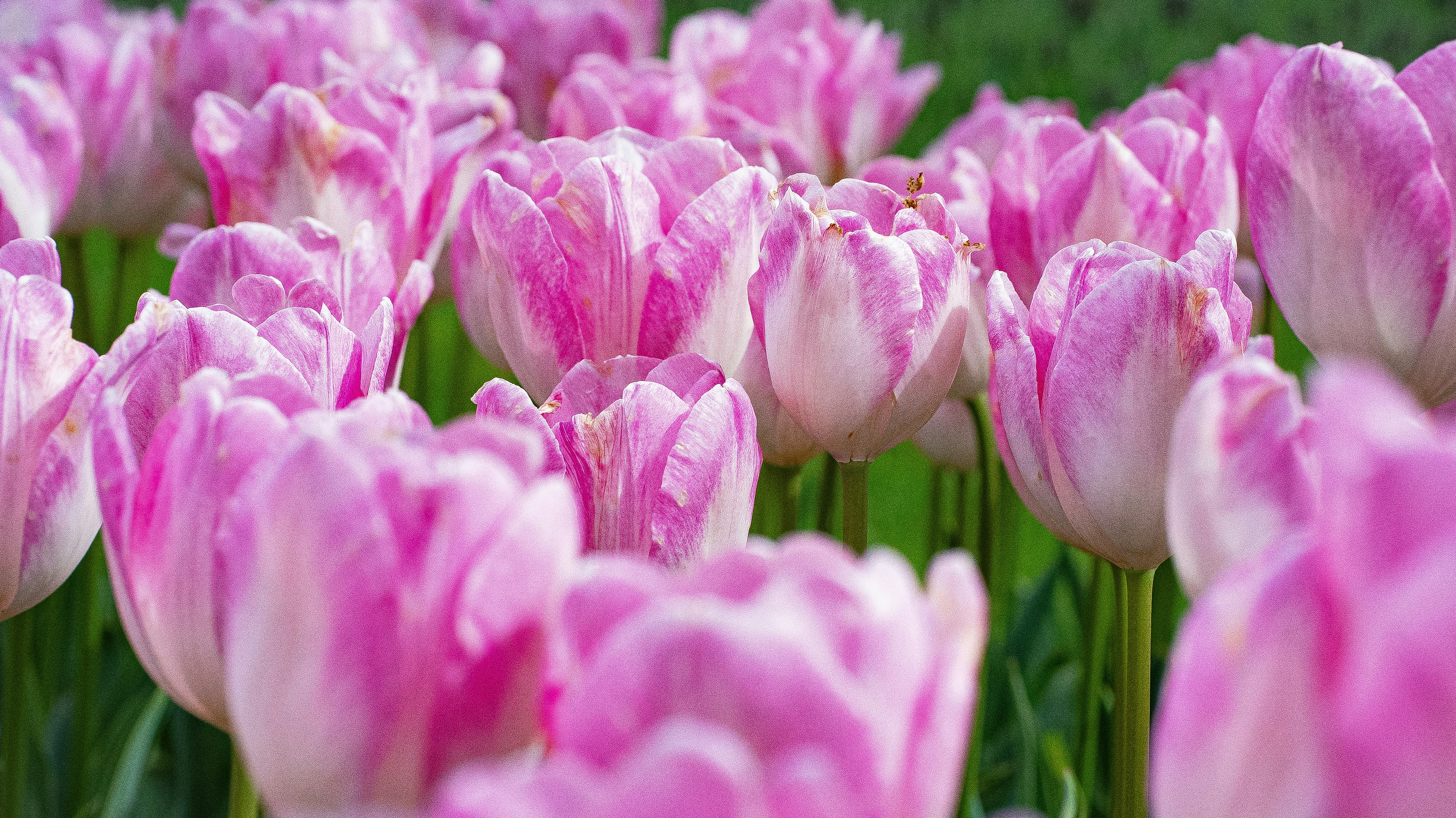 Photo by mihaela_claudia_p