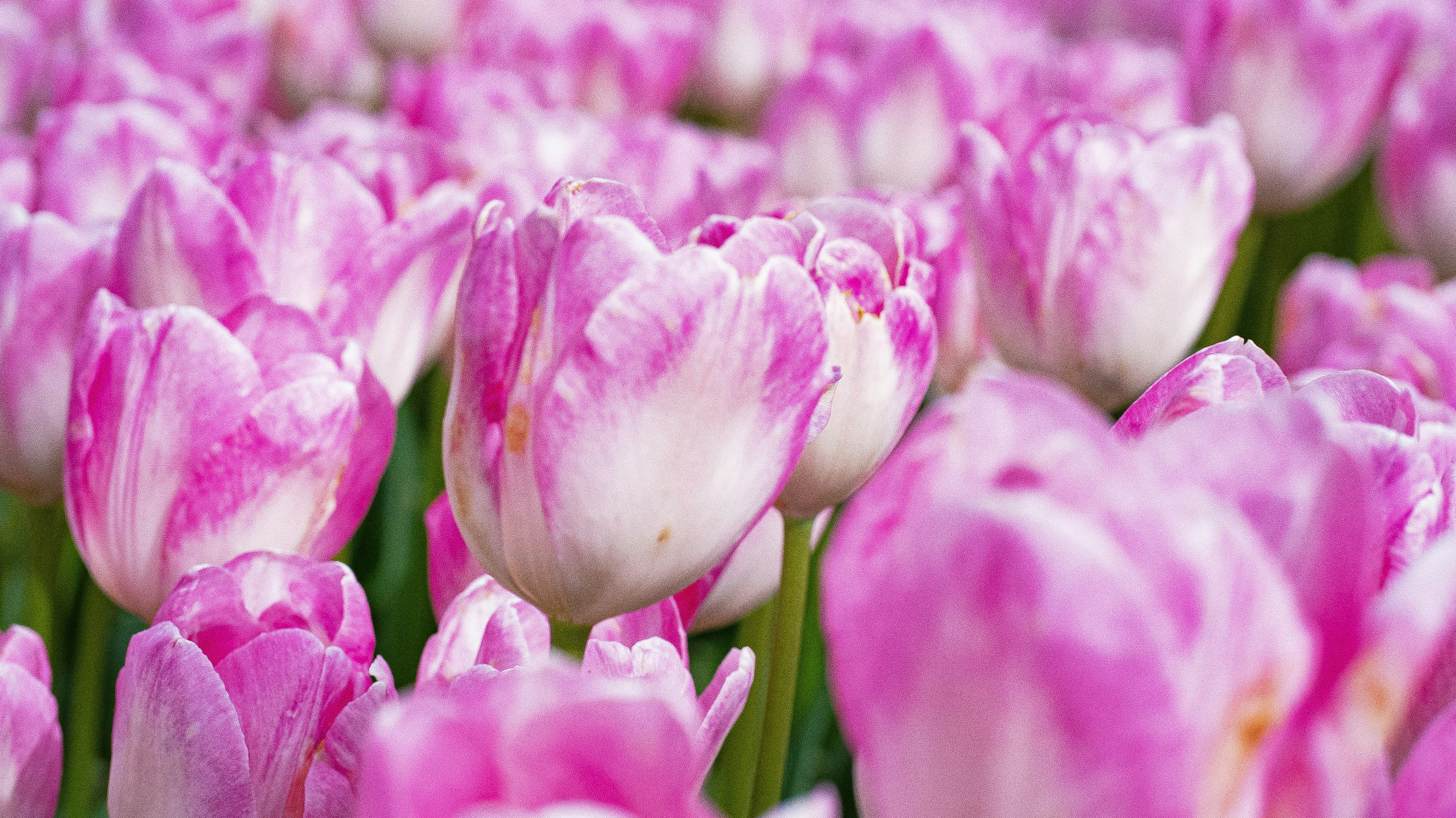 Photo by mihaela_claudia_p